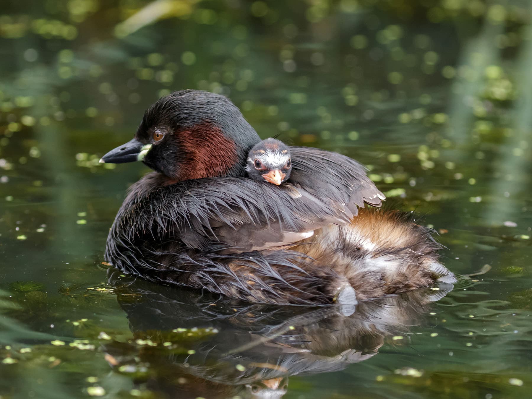 Little grebe chick on parents back