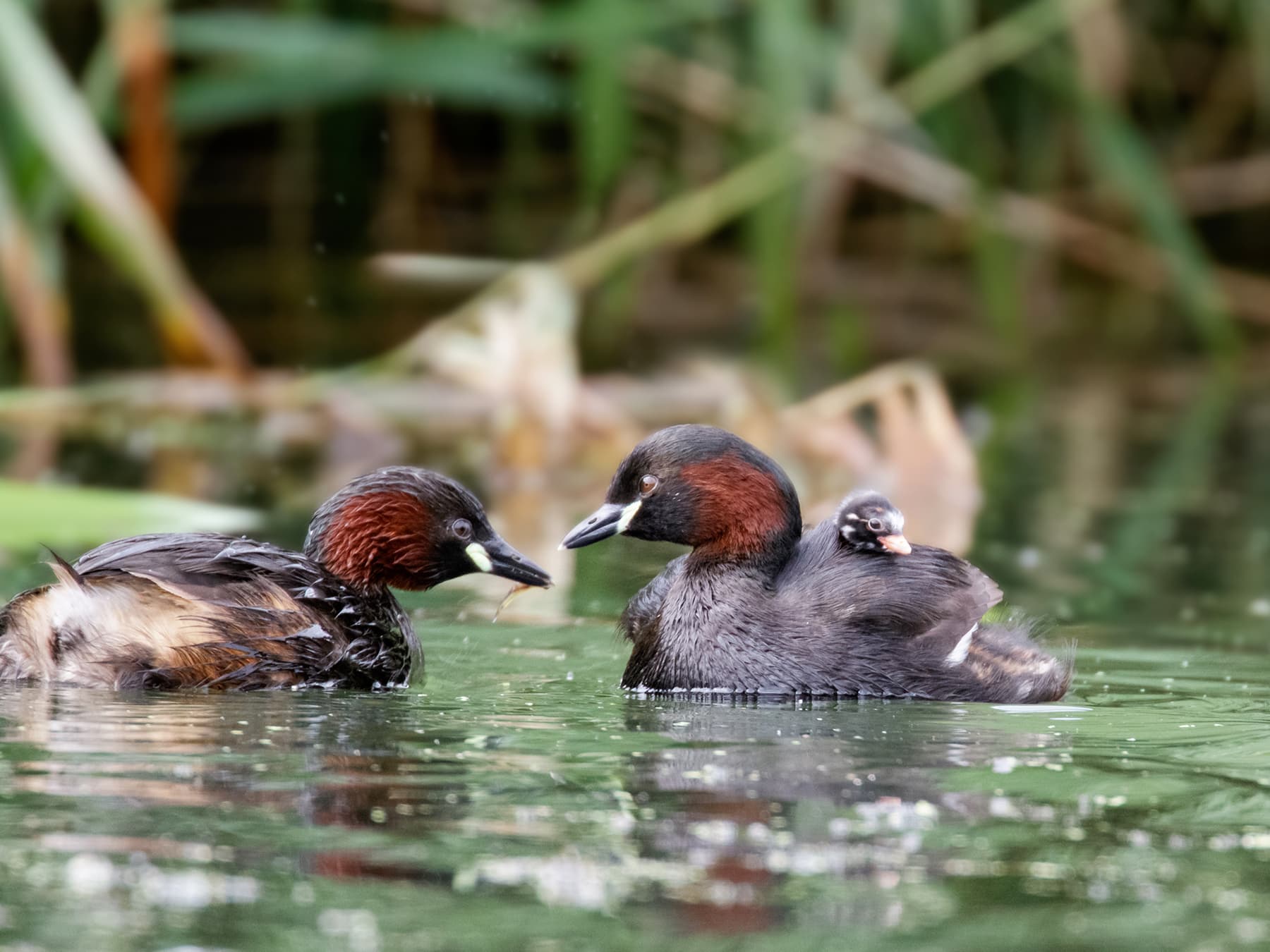 Little Grebe family