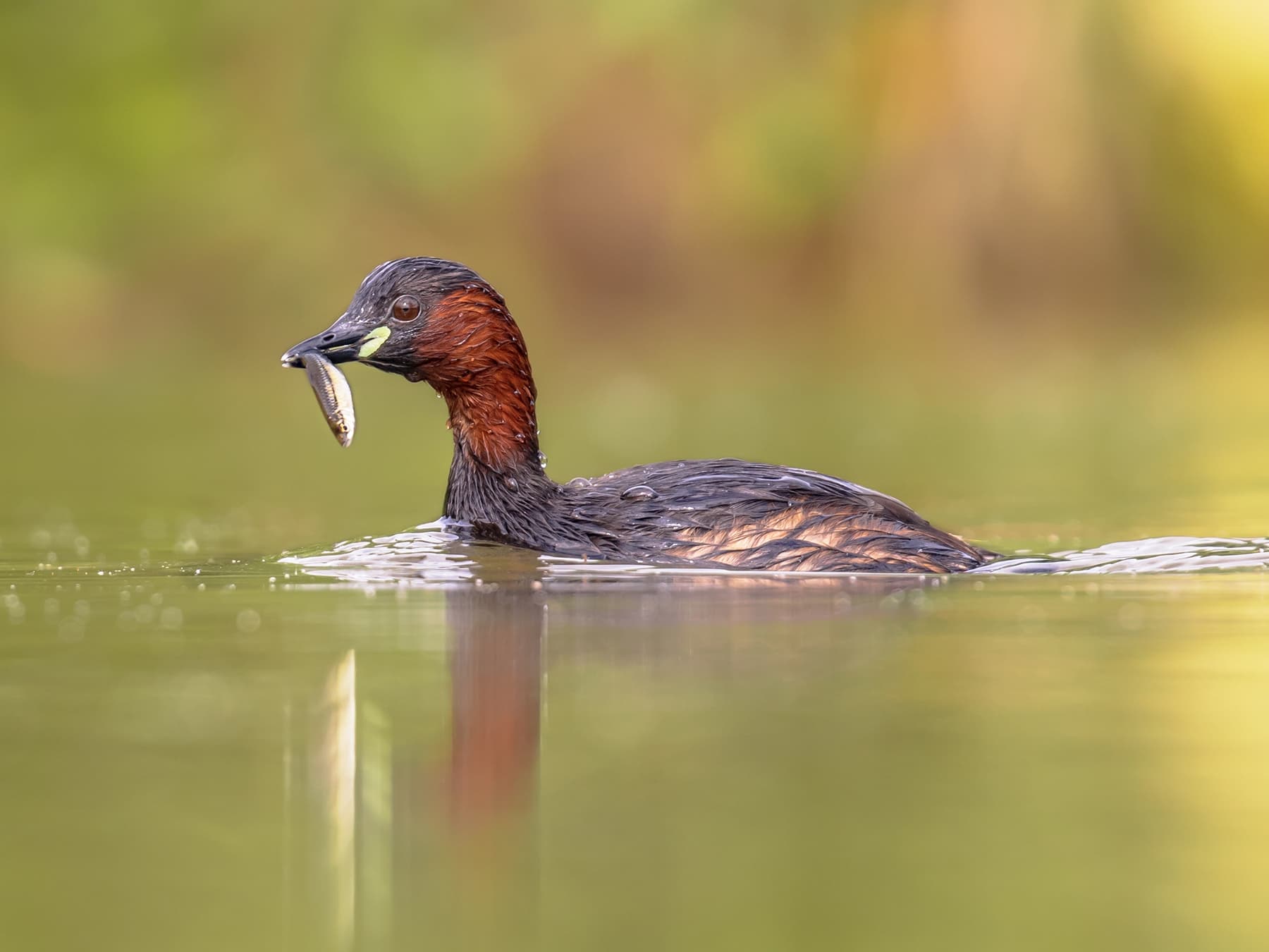 Little Grebe feeding on fish