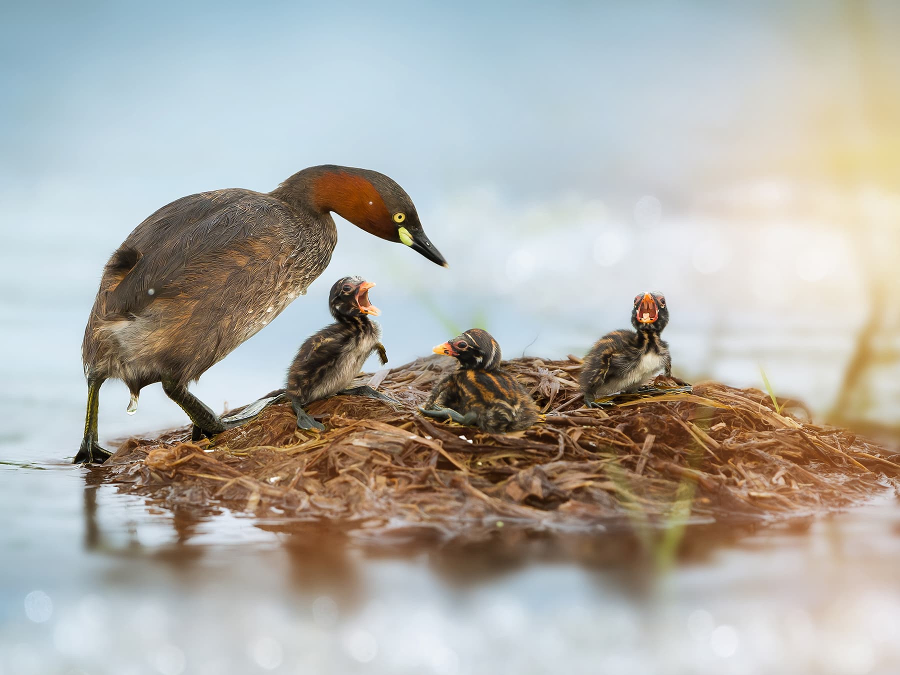 Little Grebe parent at nest with hungry chicks