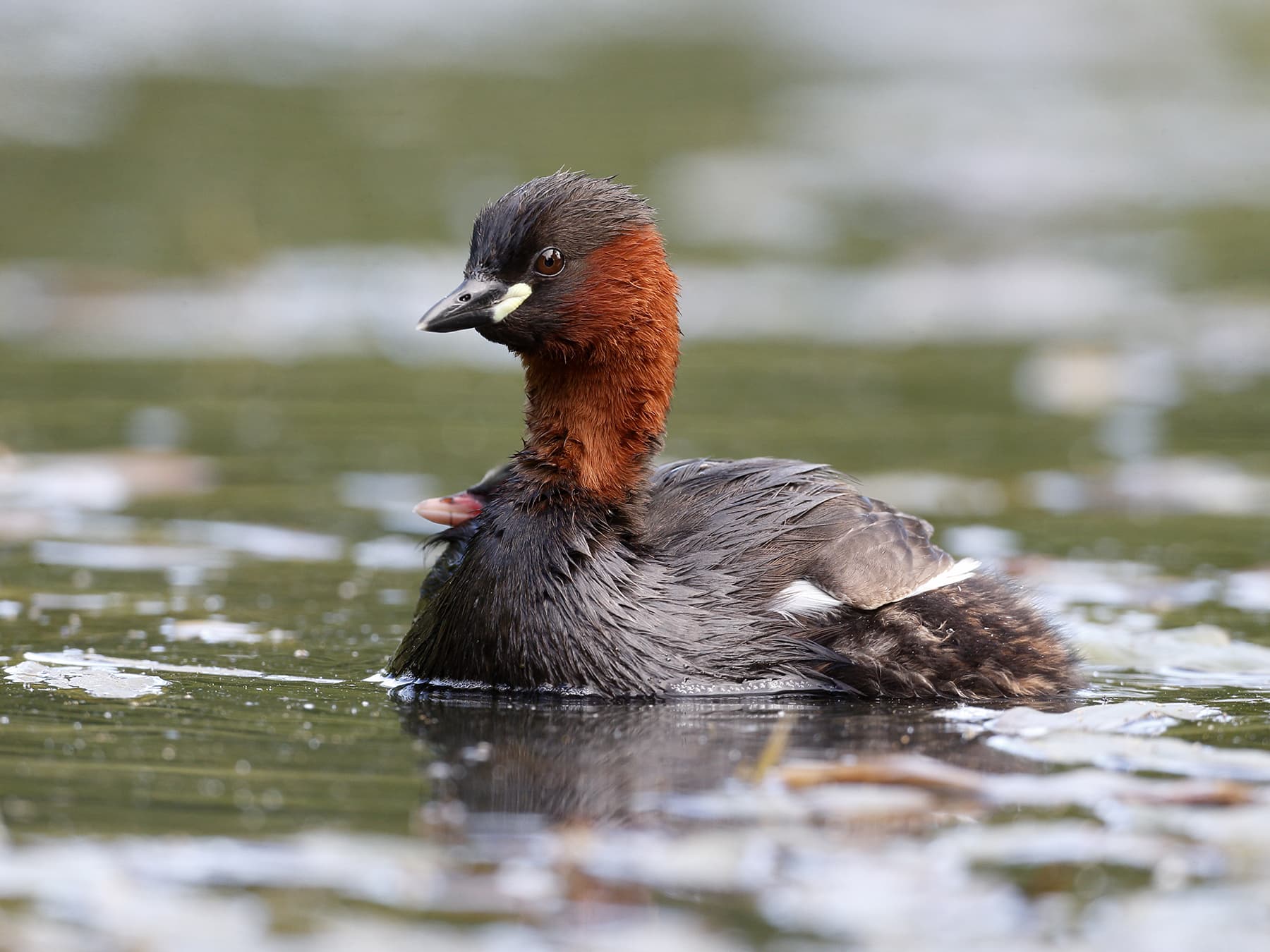Little Grebe swimming with young