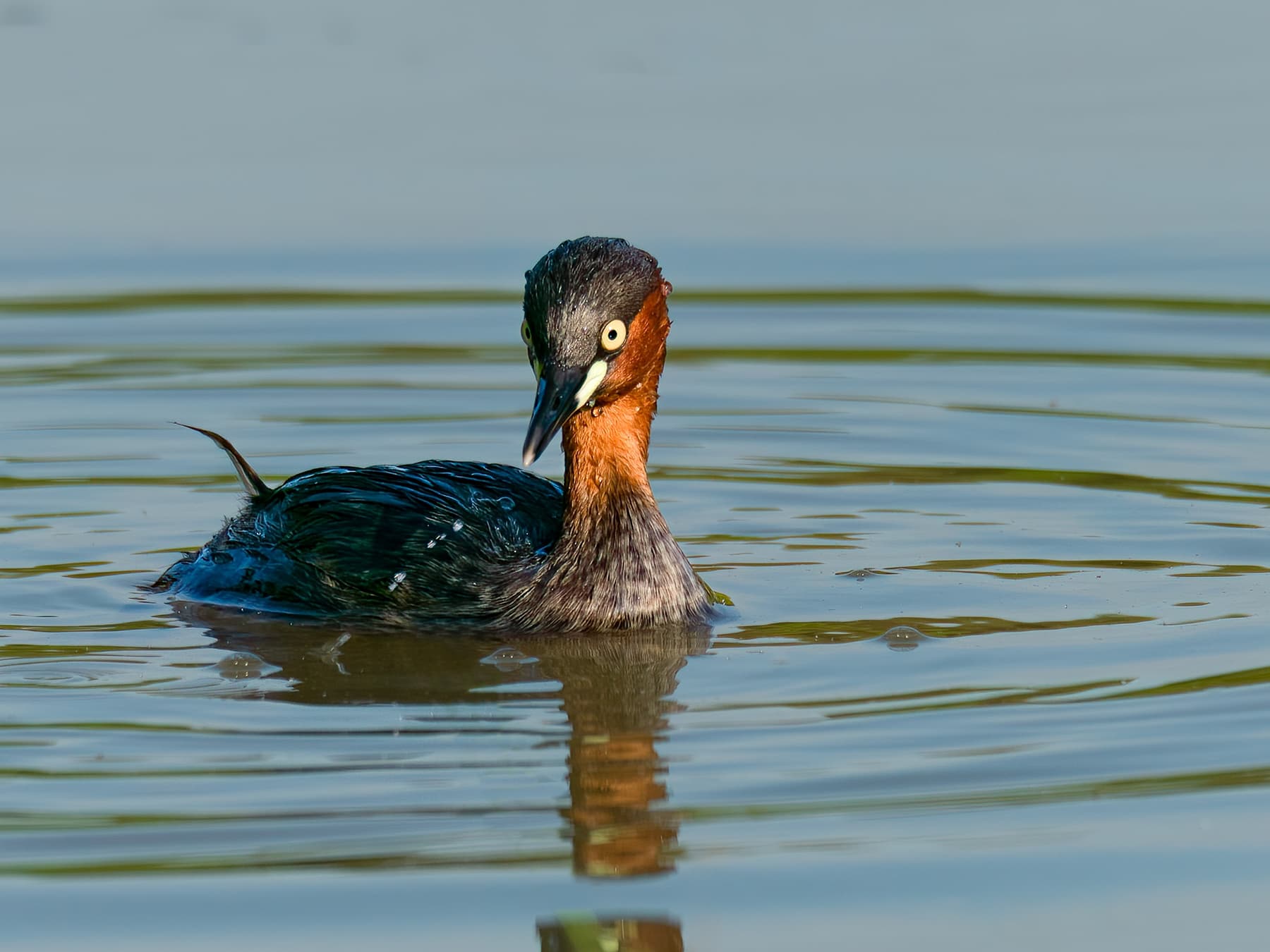 Little Grebe swimming