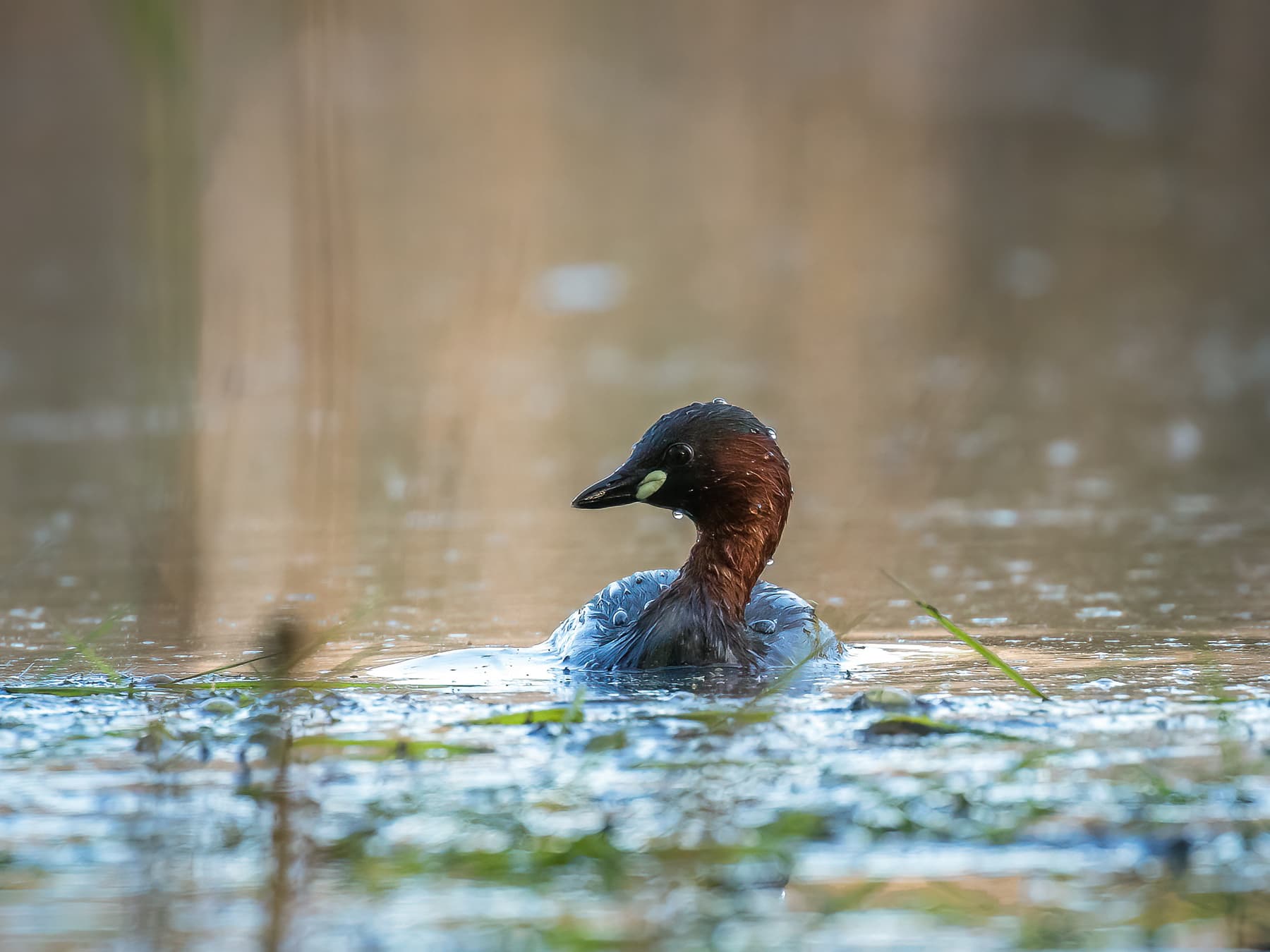 Little Grebe gliding along on the water