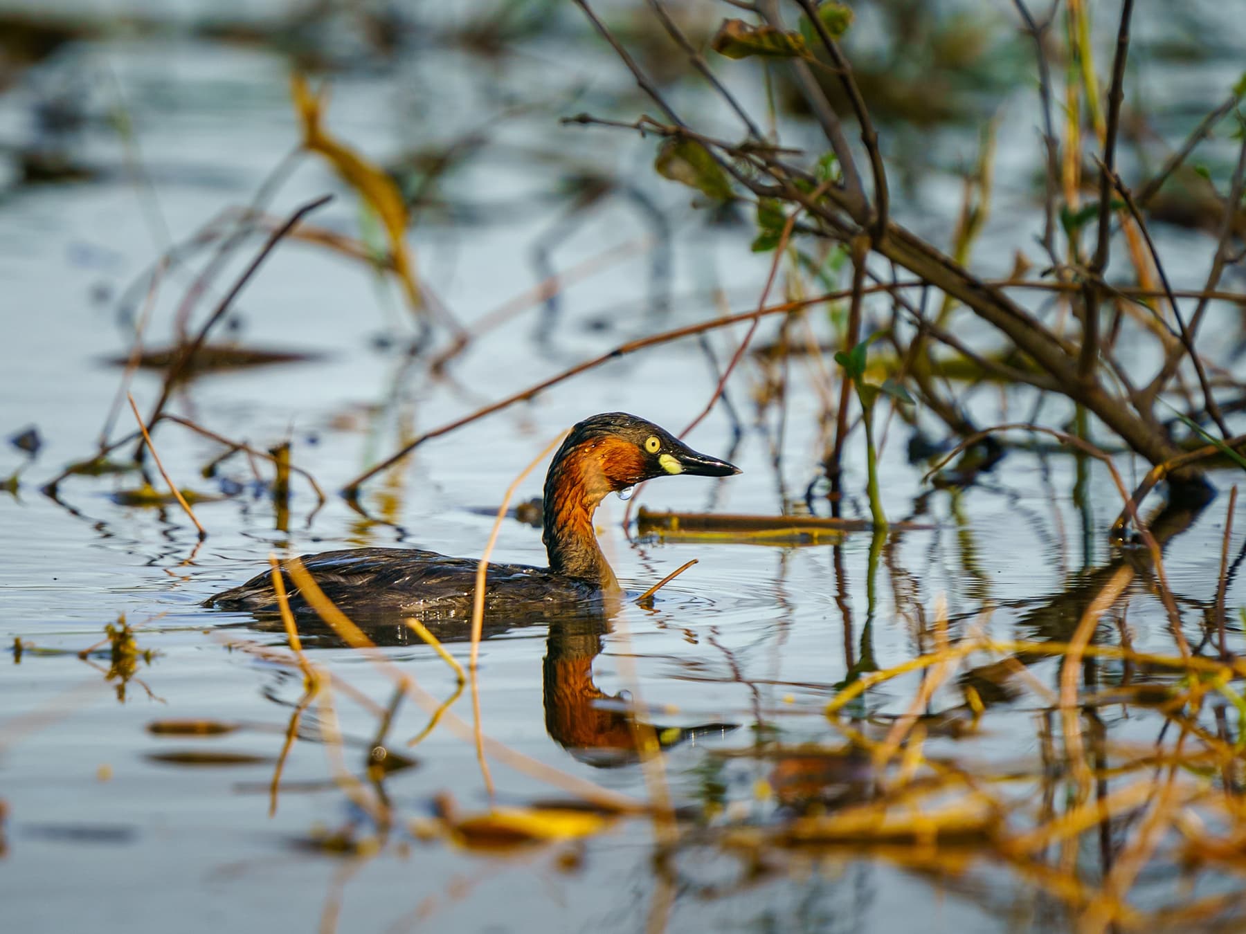 Little Grebe swimming near the edge of a river