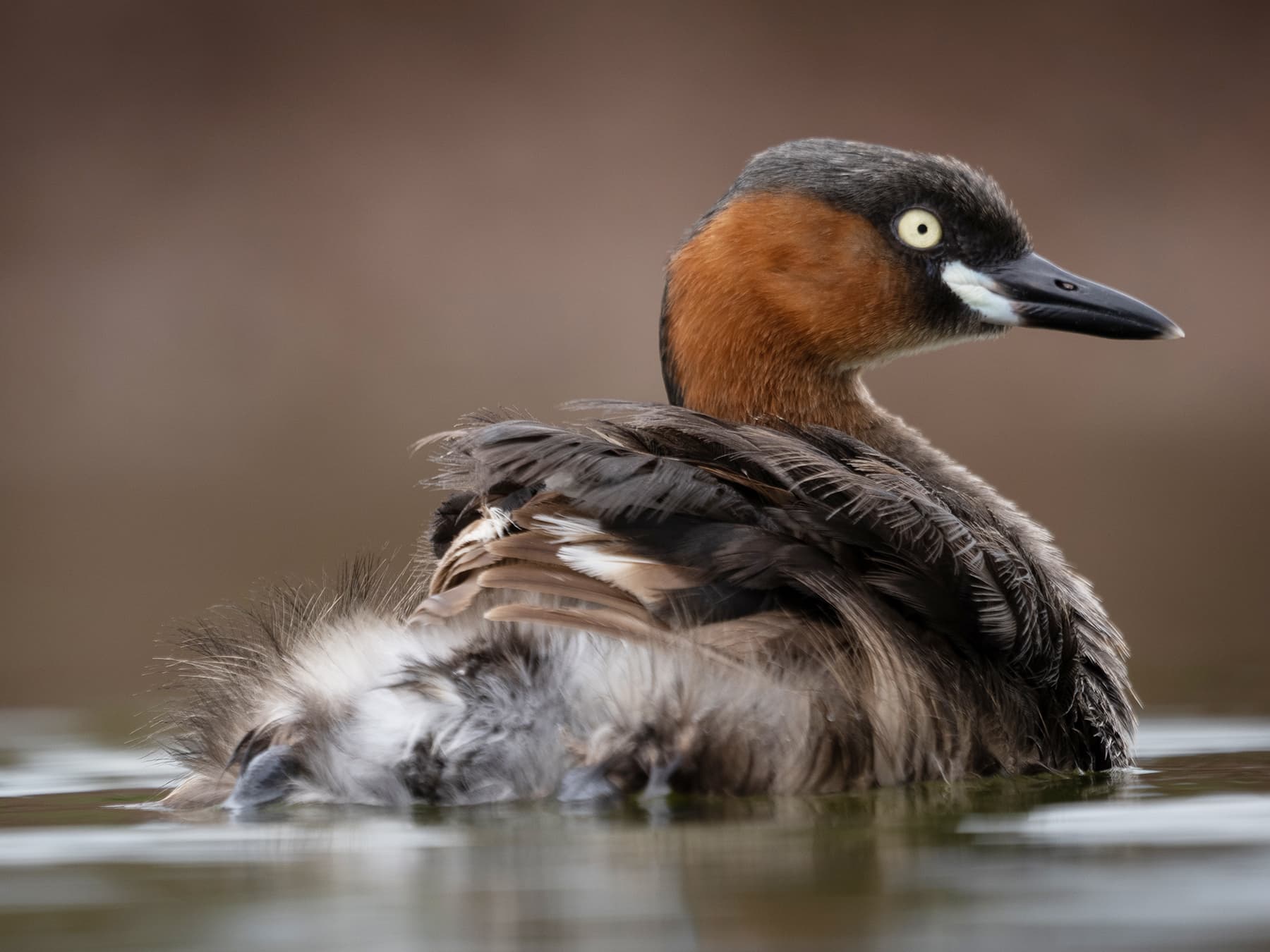 Little Grebe swimming in lake