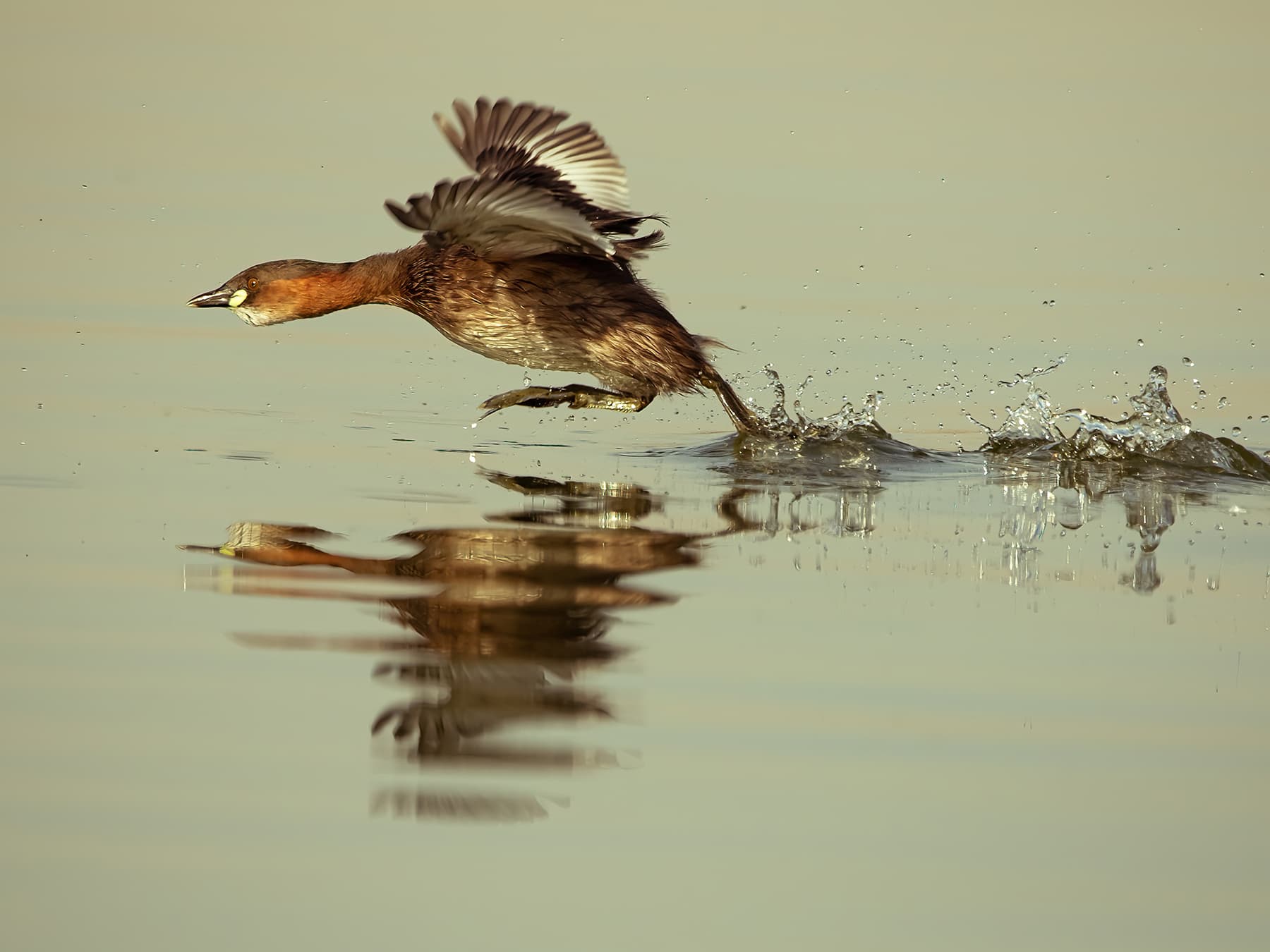 Little Grebe taking off from water