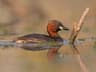 Little Grebe