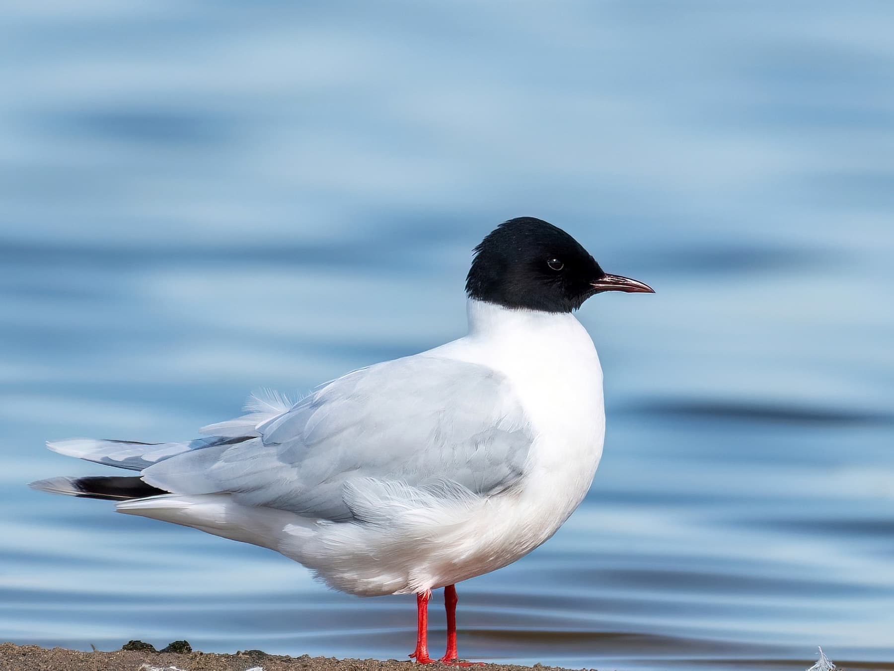 Little Gull in breeding plumage