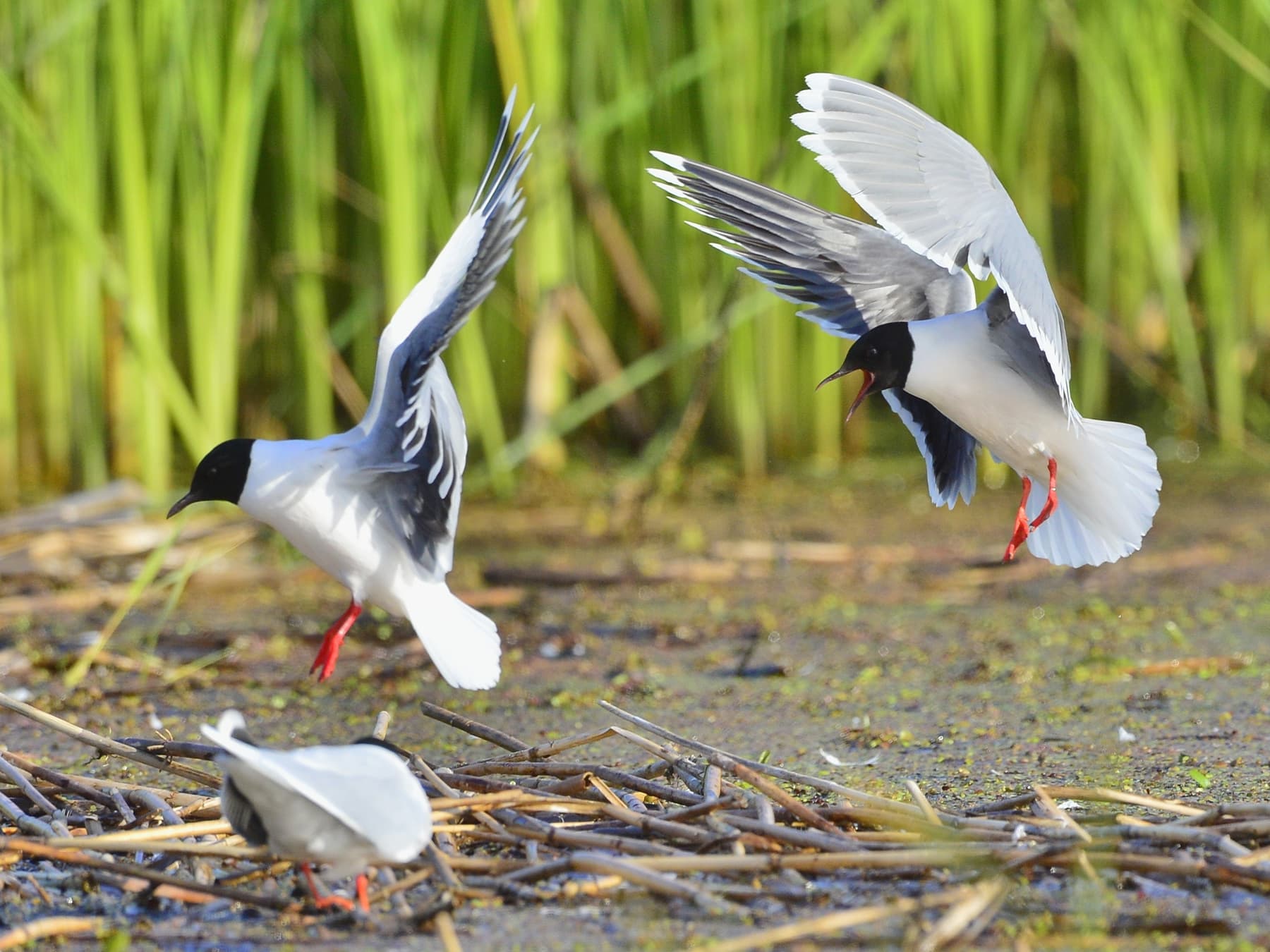 Little Gulls in-flight squawking
