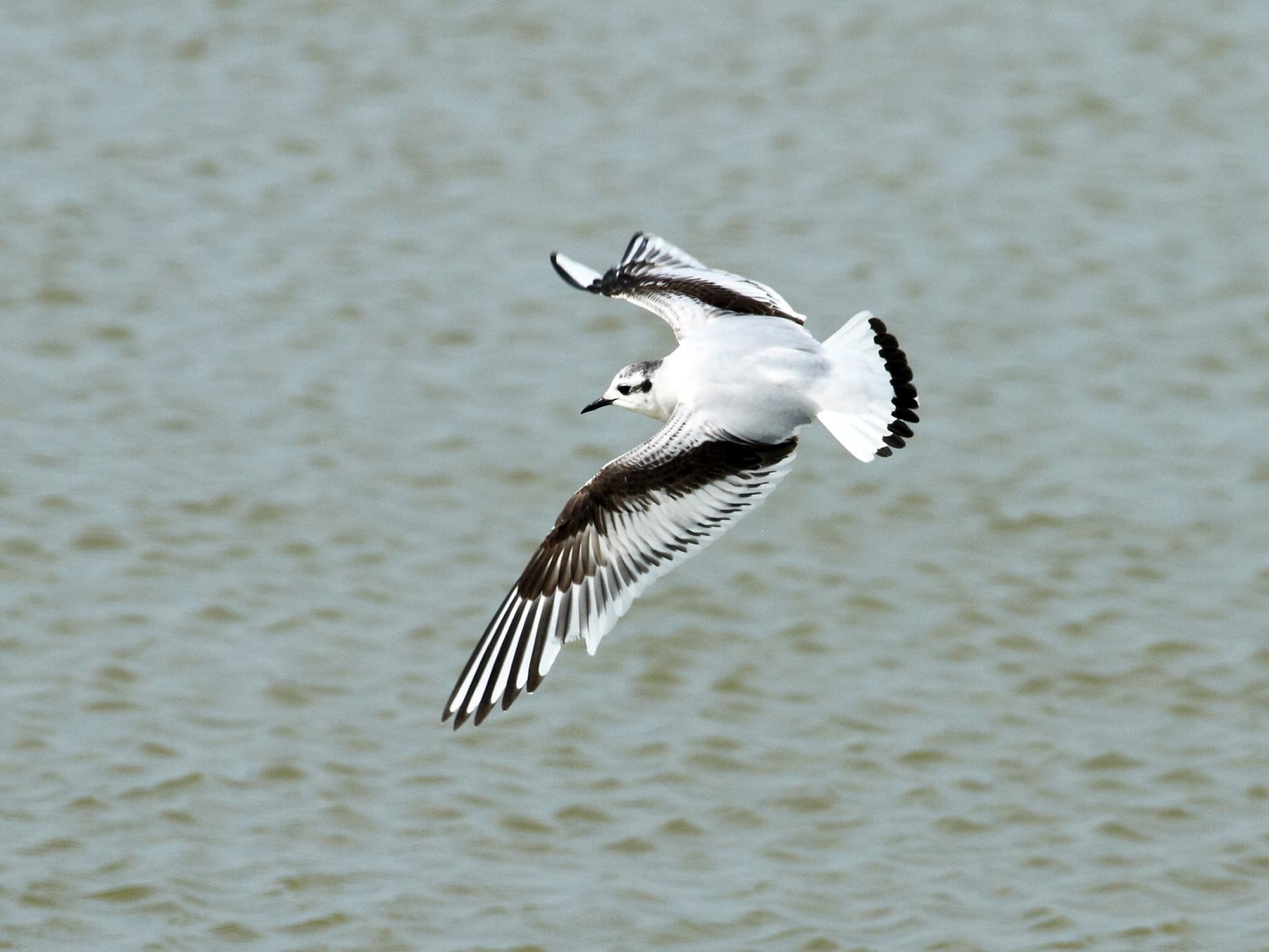 Little Gull, first winter plumage, in-flight over the grey sea
