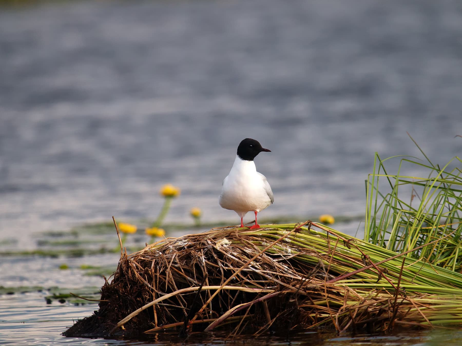 Little Gull at the nesting site