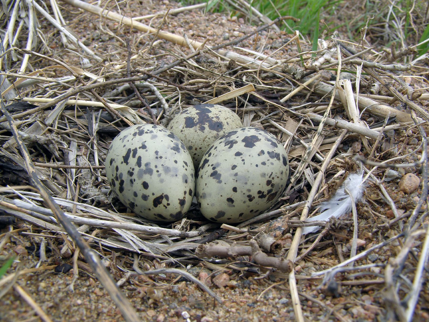 Nest of a Little Gull with three eggs
