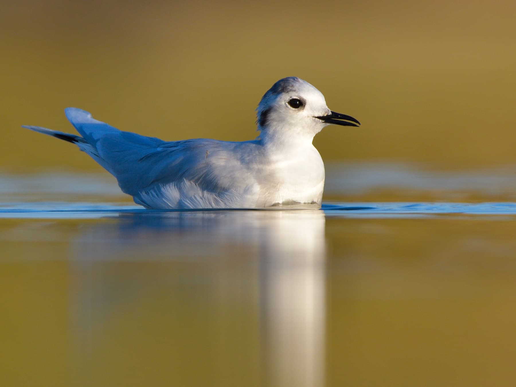 Little Gull, non-breeding, resting on calm water