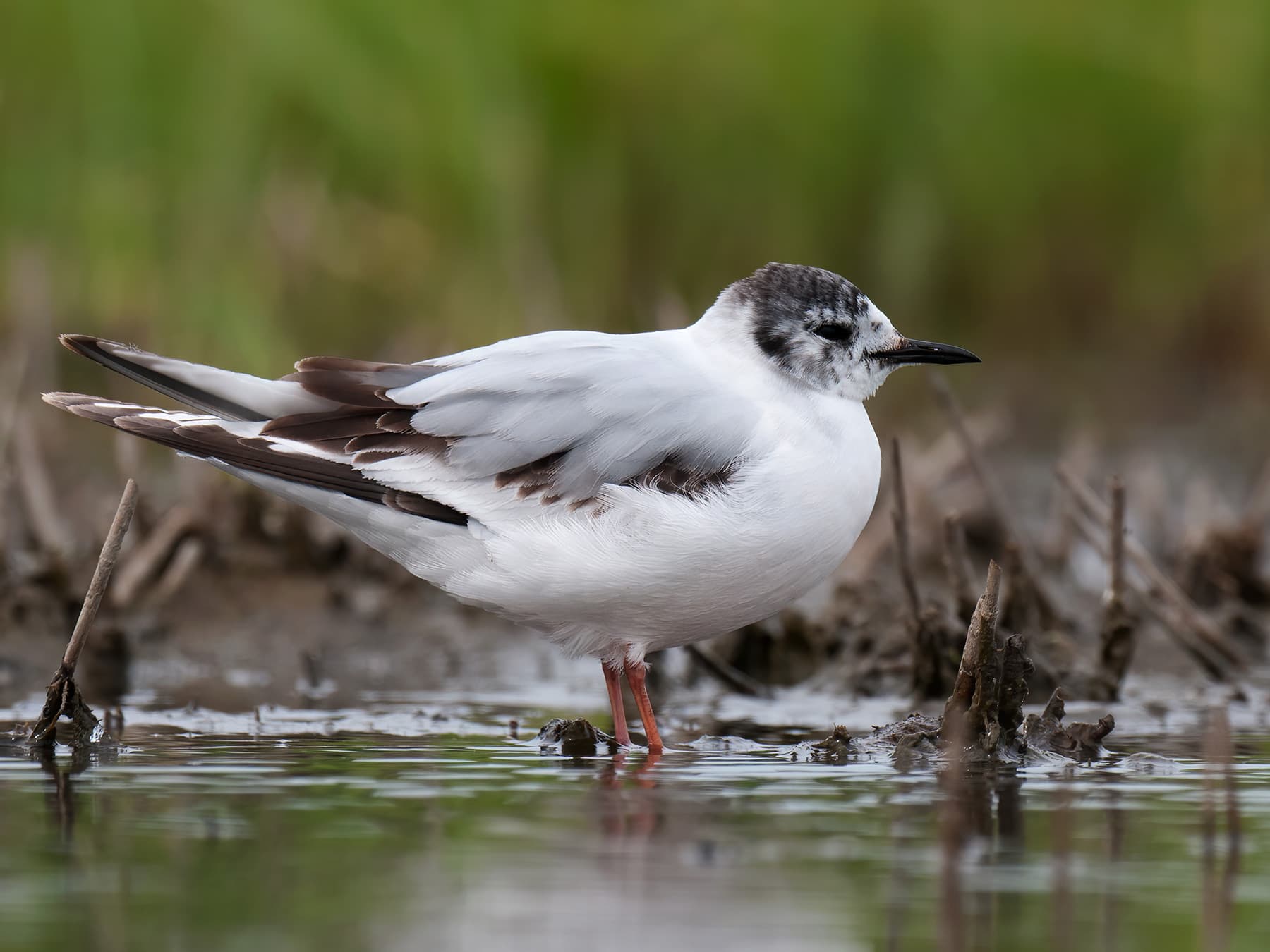Juvenile Little Gull, second summer plumage