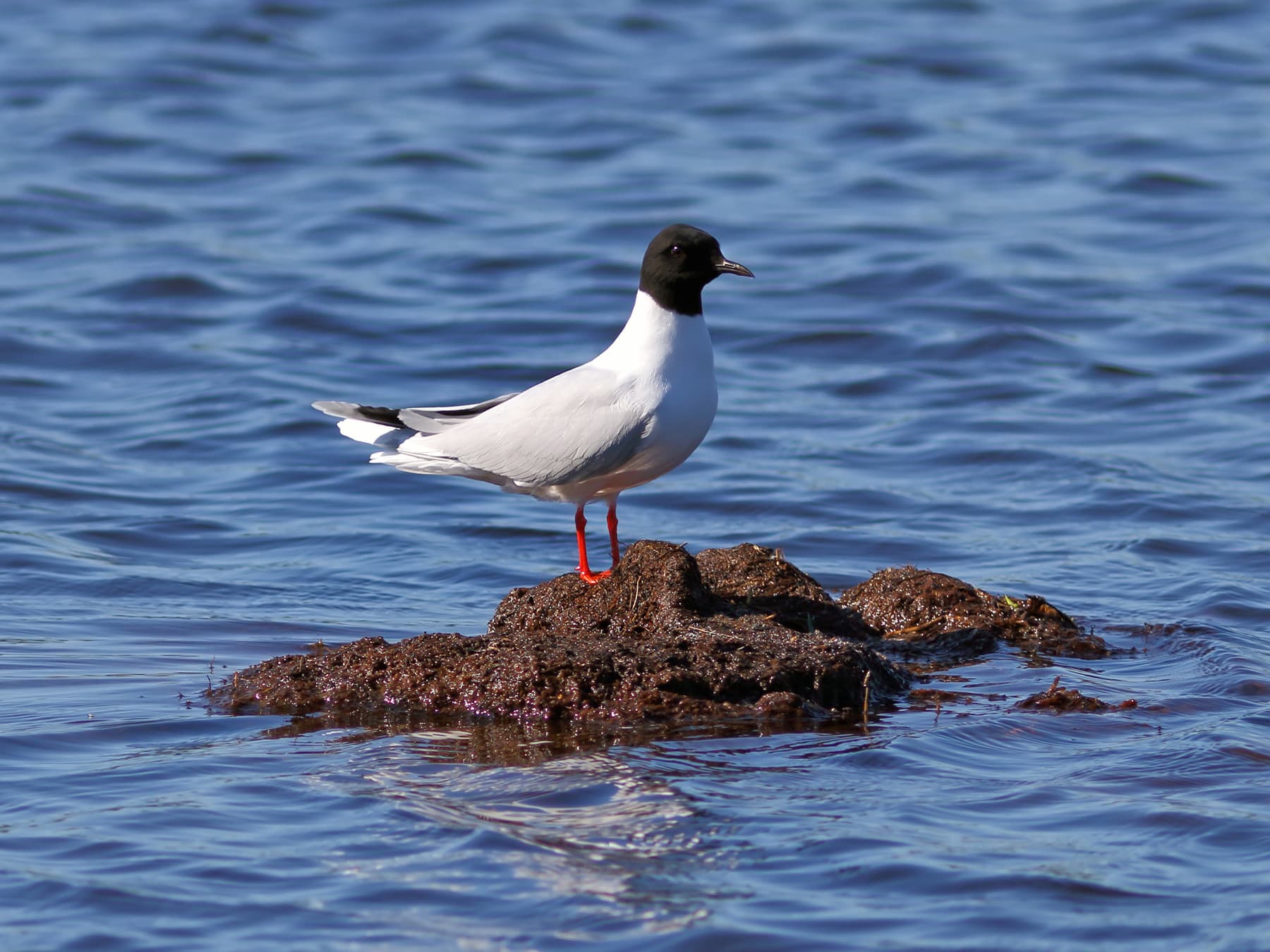 Little Gull, breeding plumage, standing on a small mound in the lake