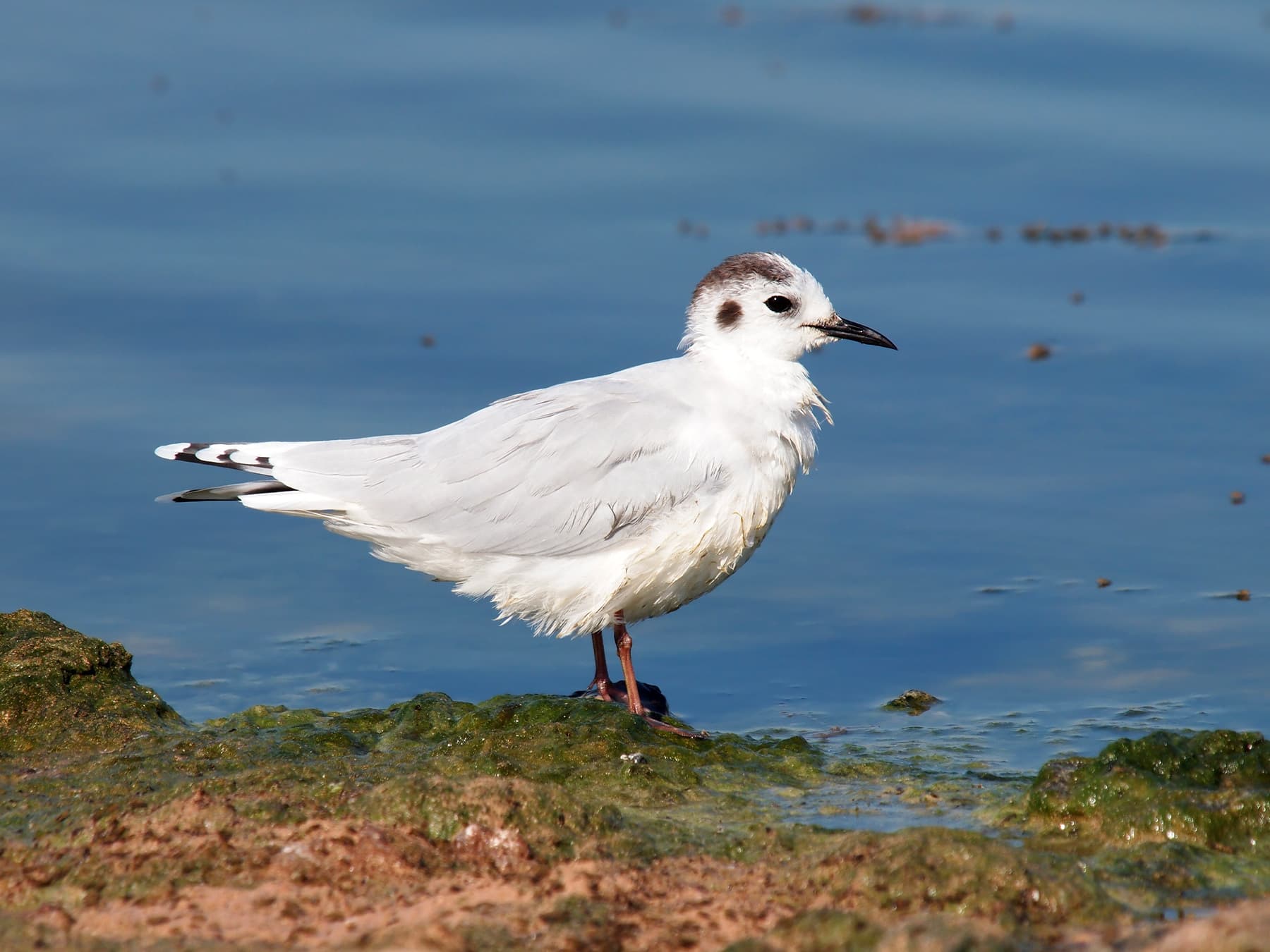 Little Gull non-breeding