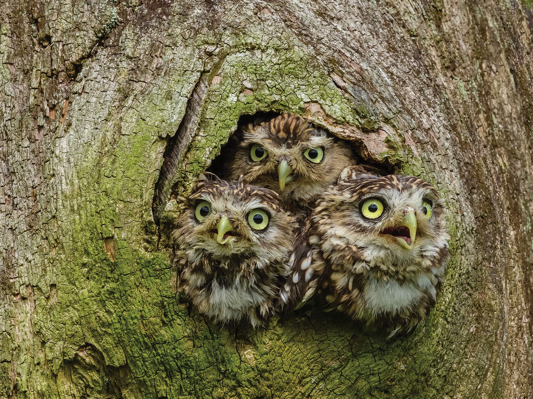 Three Little Owl chicks looking out of the nesting cavity