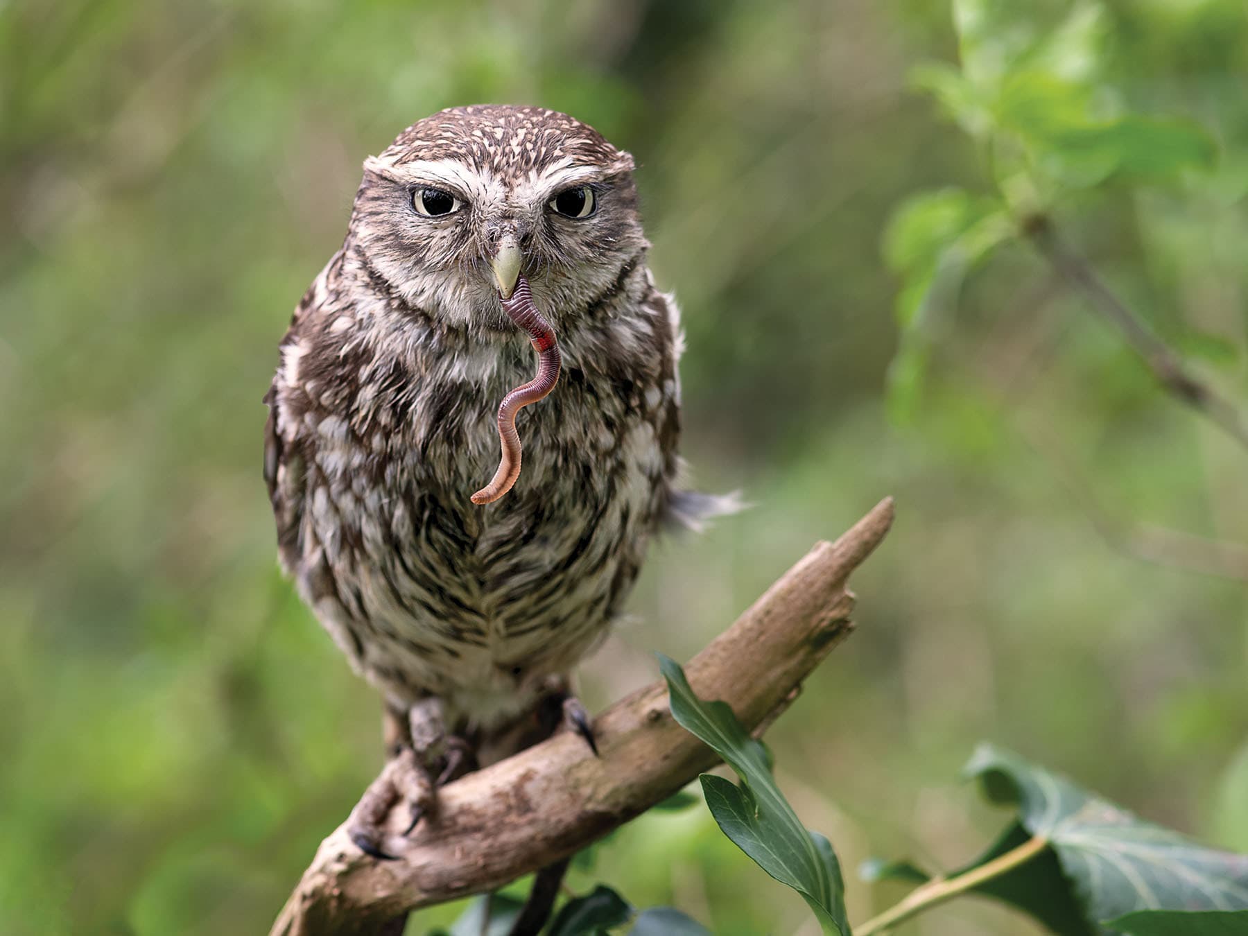 Perched Little Owl with a worm in its beak