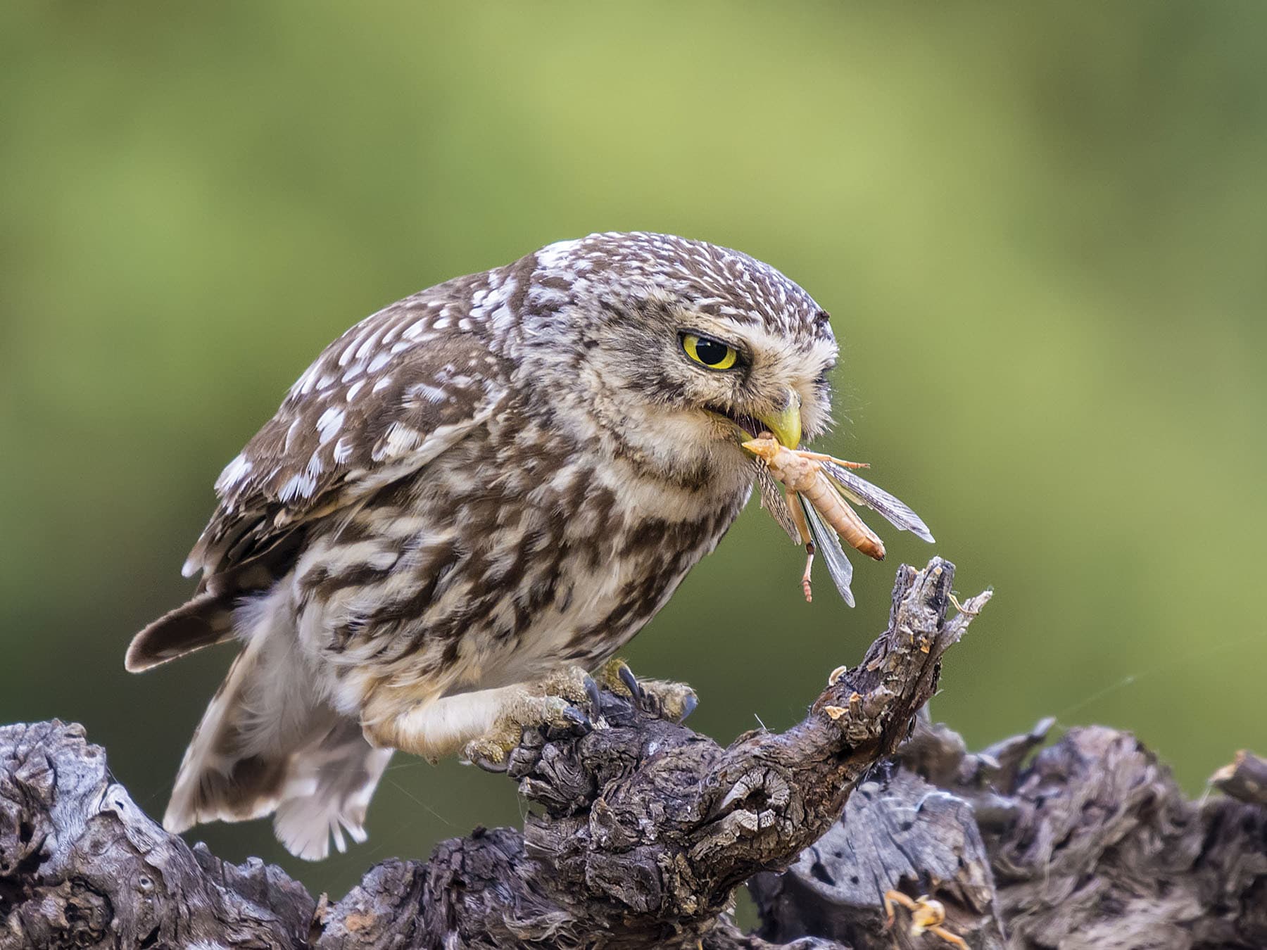 Little owl feeding on an insect
