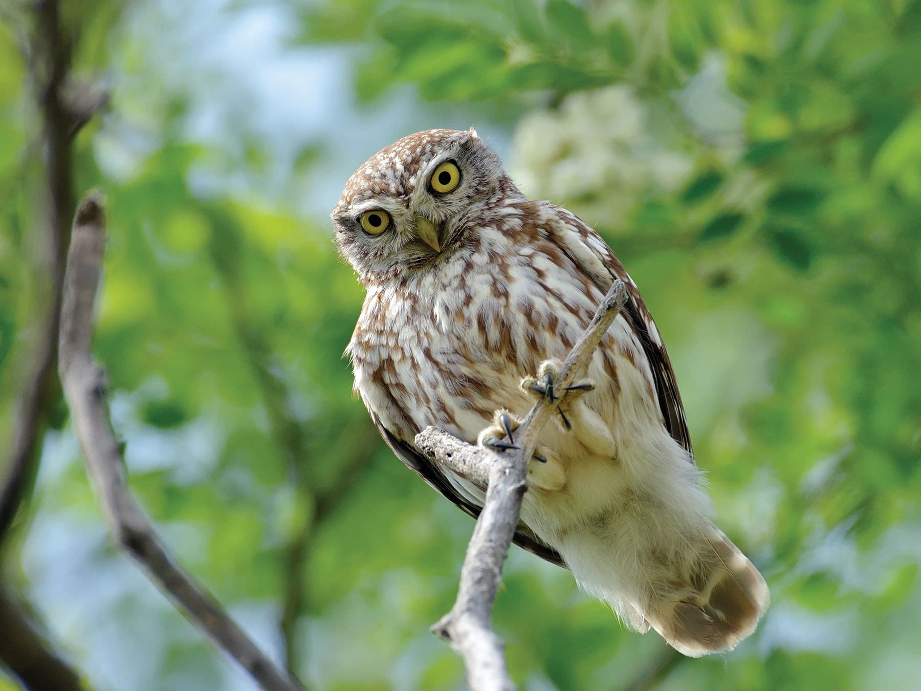 Little Owl in its natural habitat