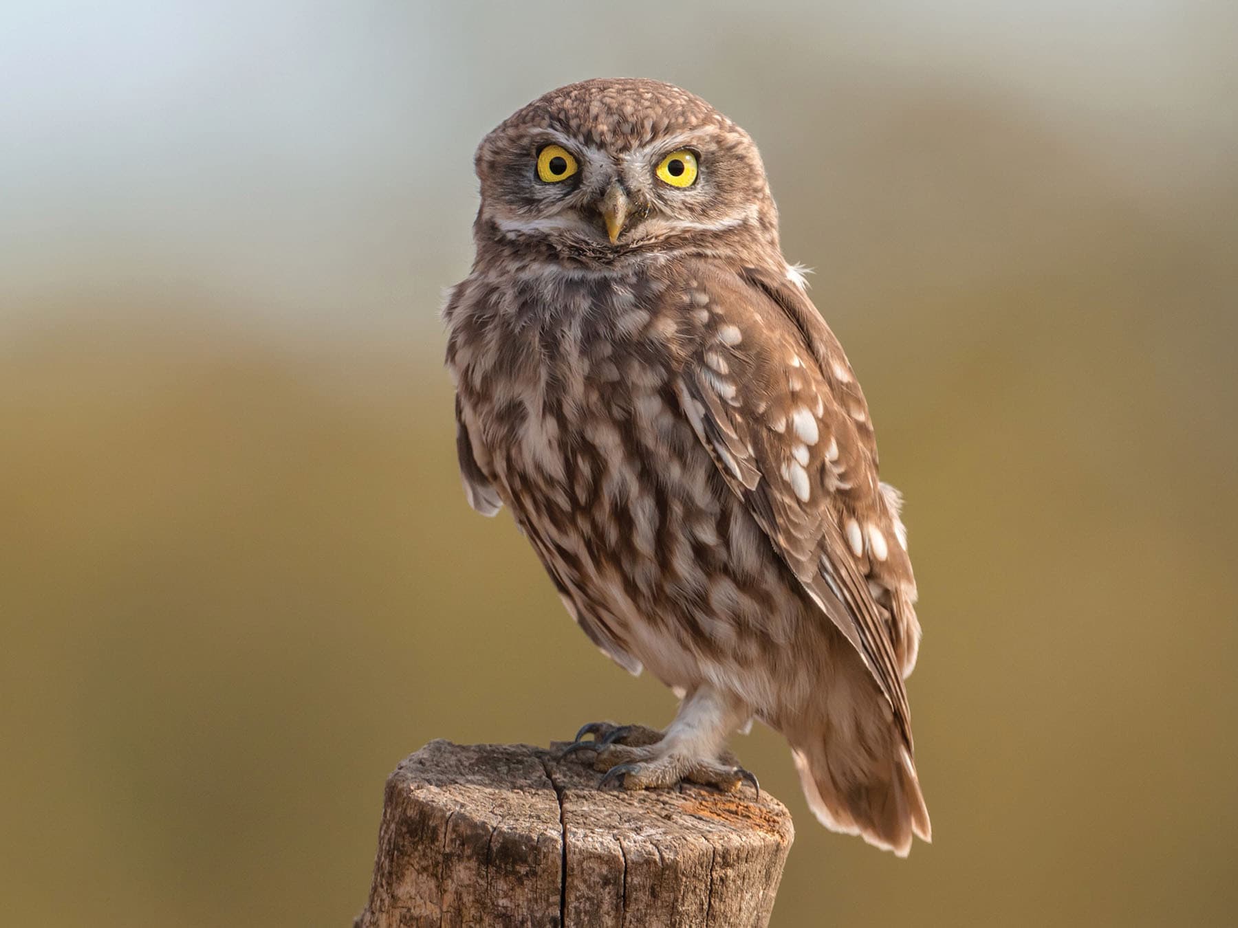 Close up of a Little Owl on a post