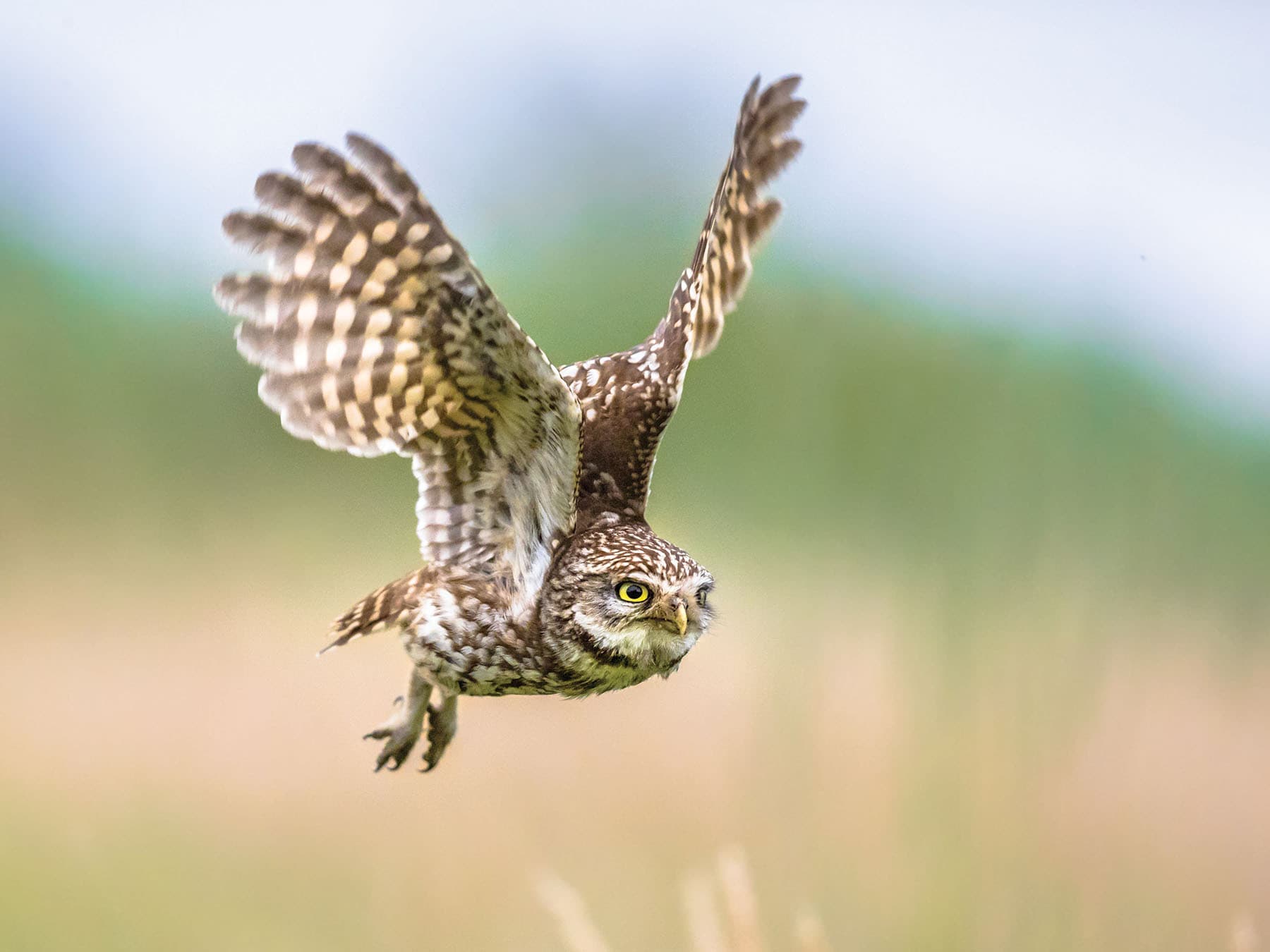 Little Owl in flight