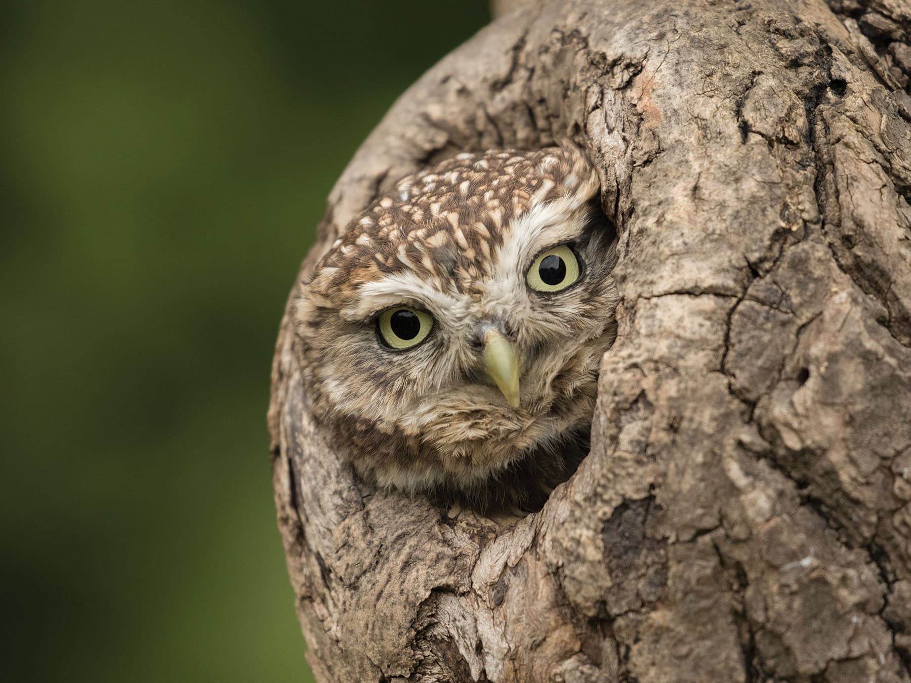 Little Owl peering out of a tree