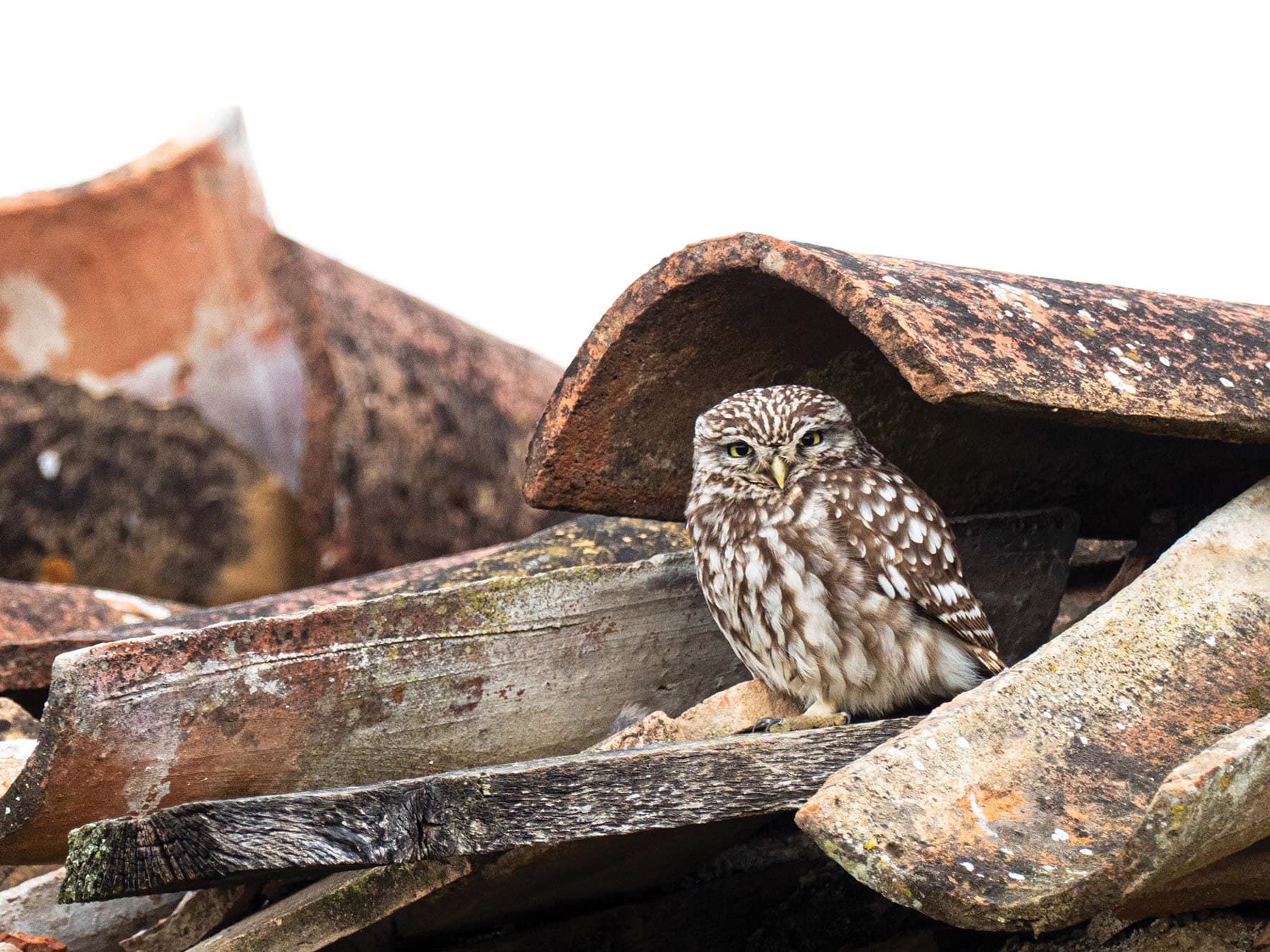 Little Owl perched under a roof