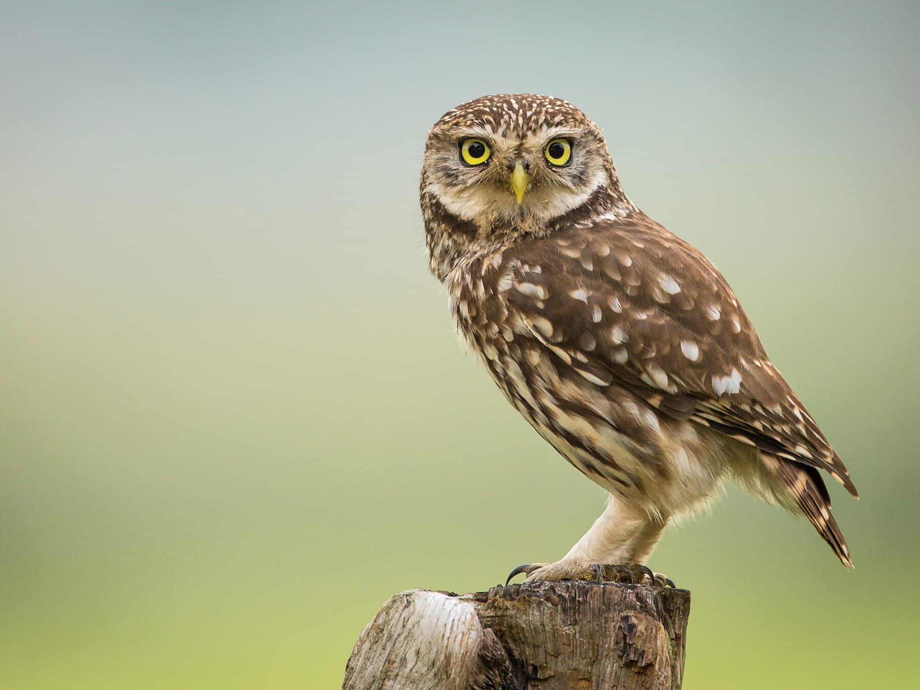 Little owl