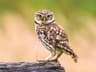 Little Owl