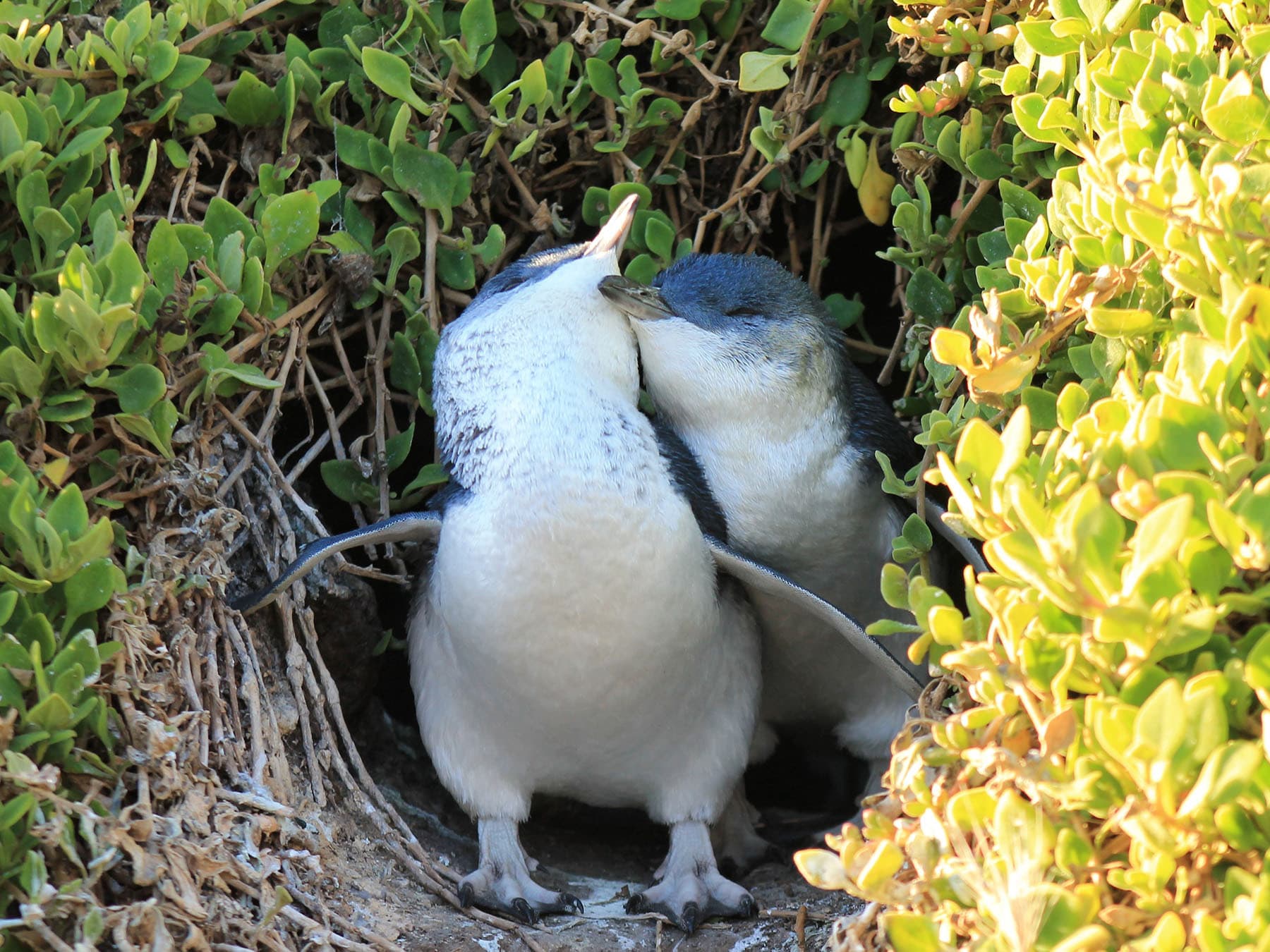 Little penguin pair