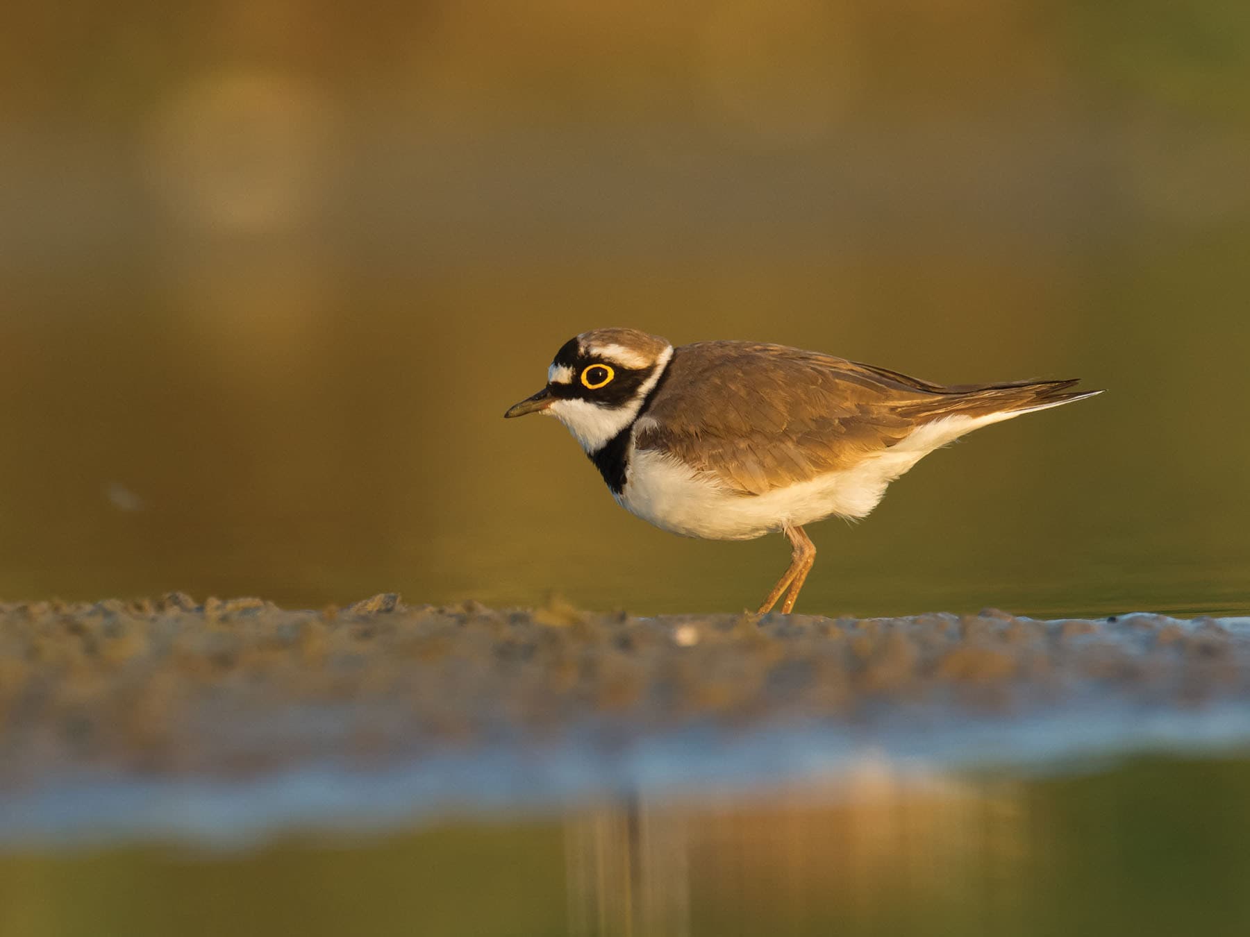 Little Ringed Plovers are small, wading birds
