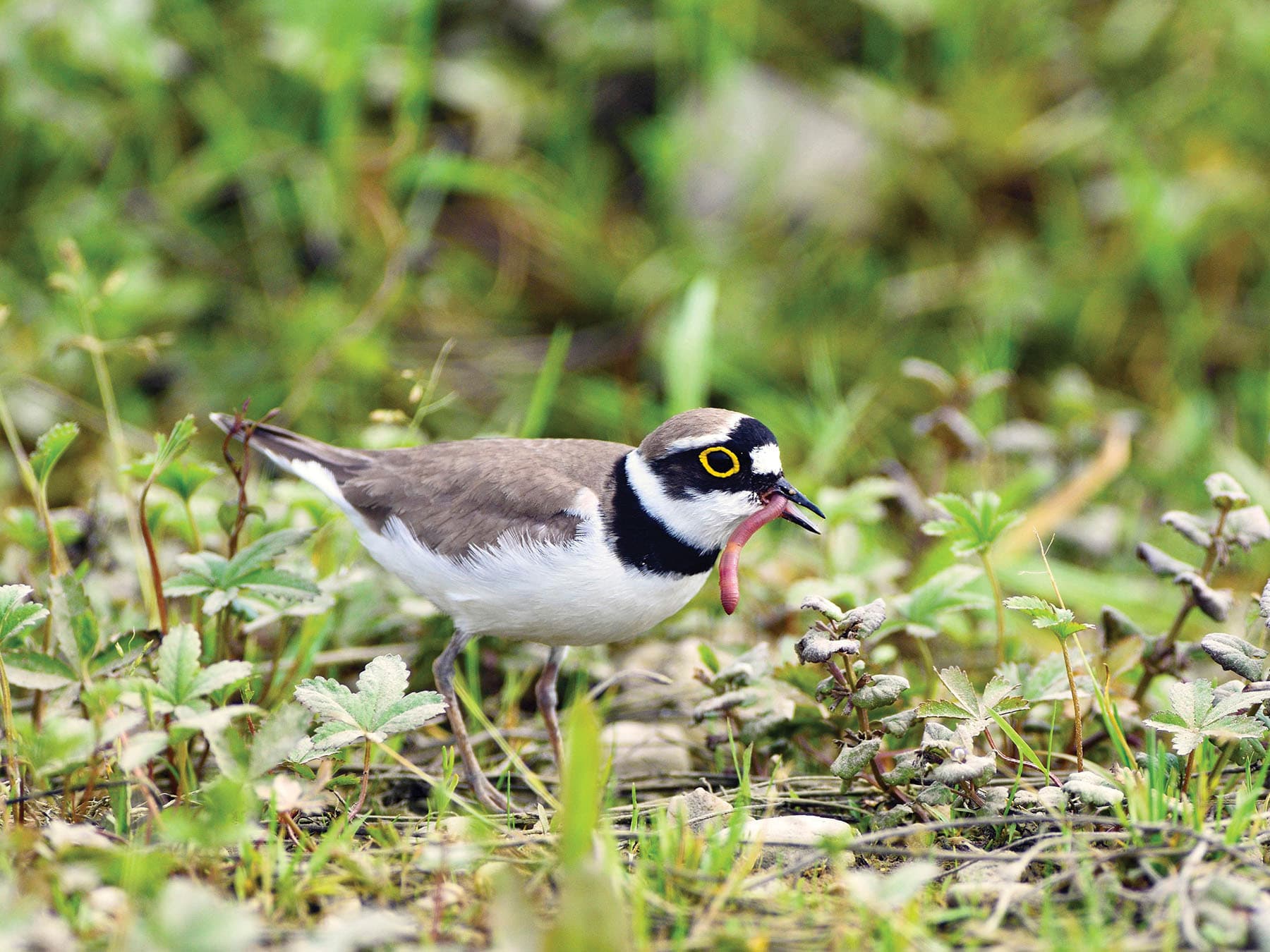 Little Ringed Plover feeding on an earthworm