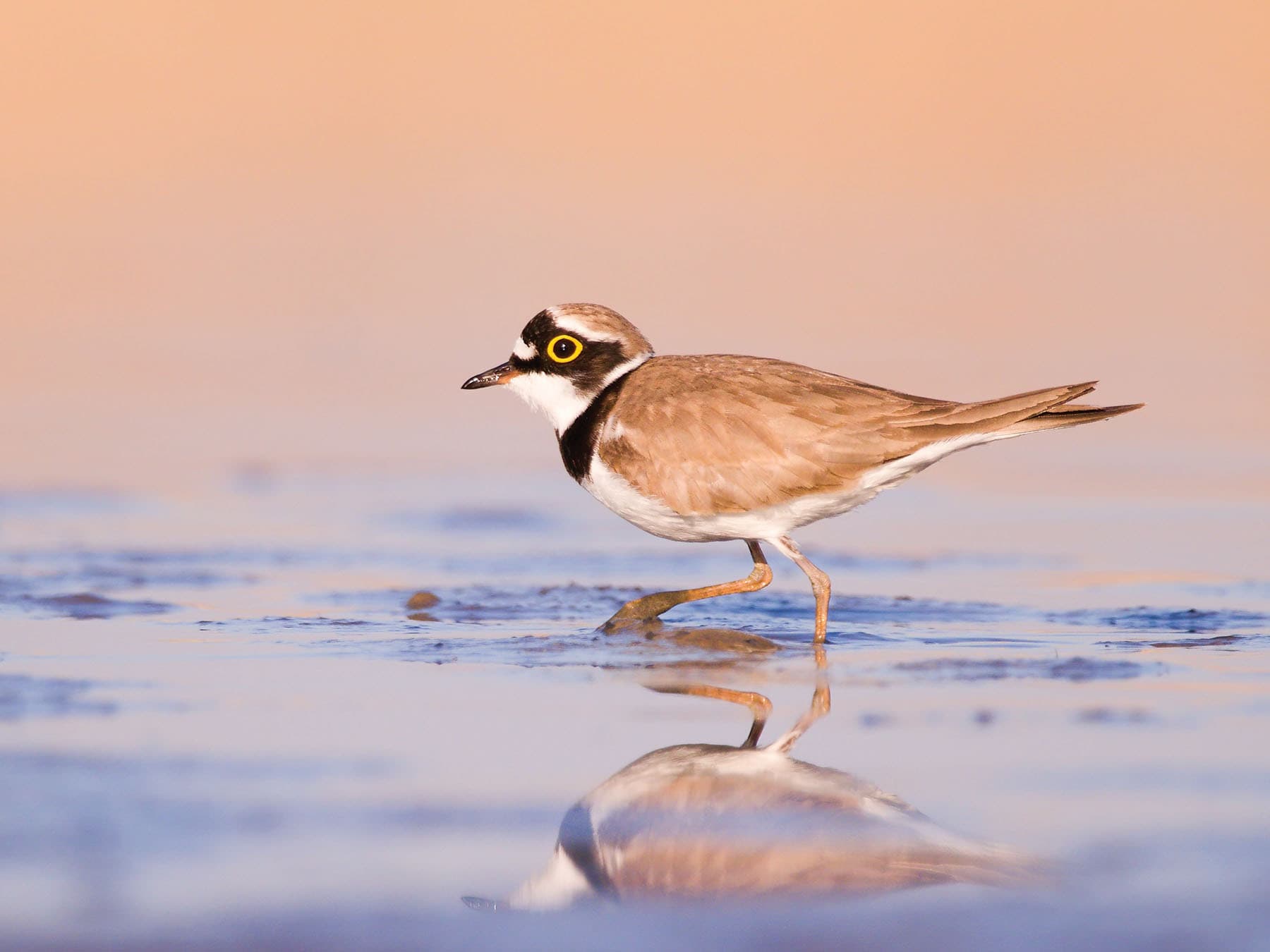 Little Ringed Plover foraging for food