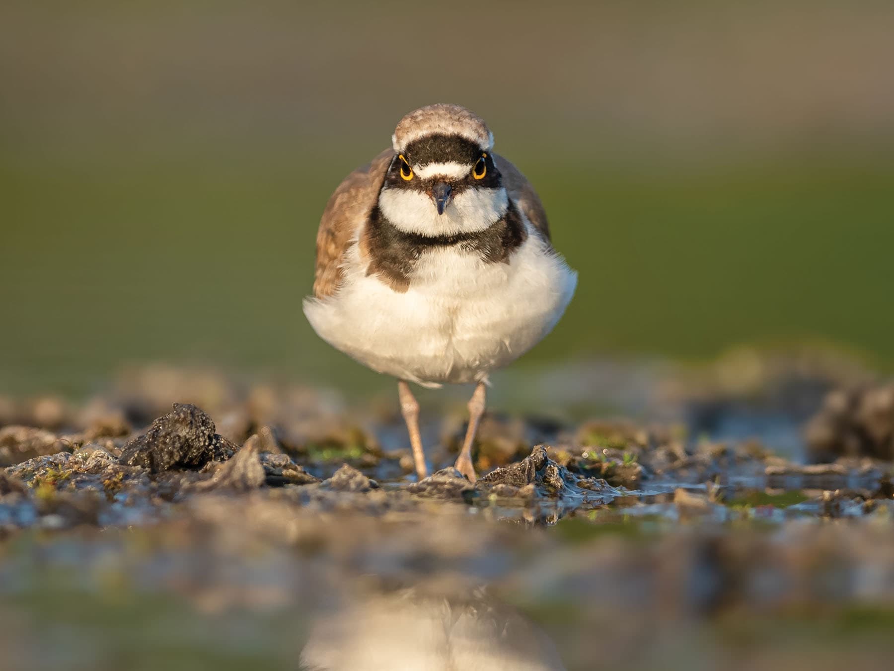 Front view of a Little Ringed Plover, searching for food