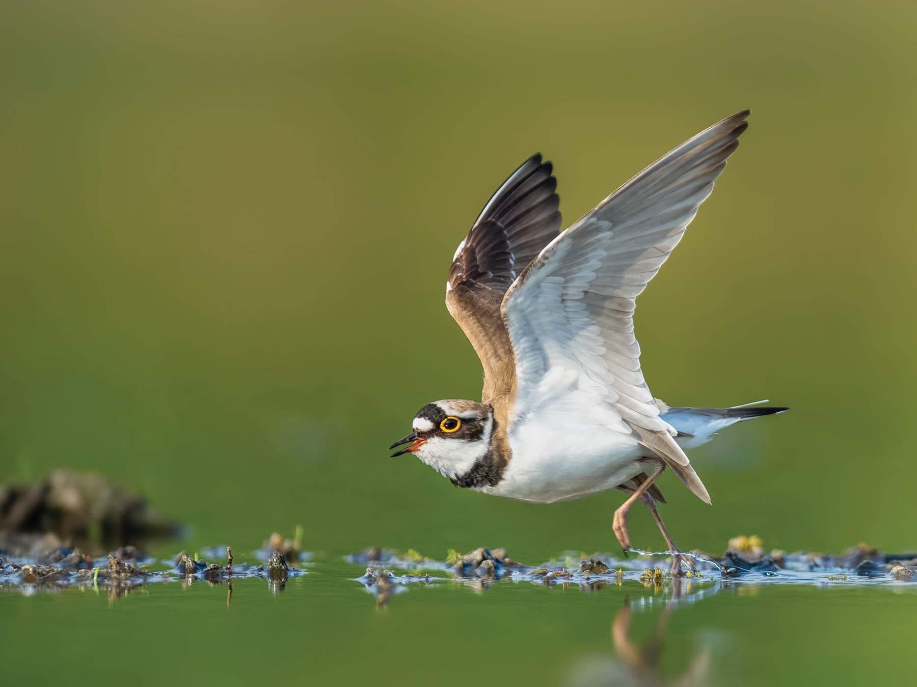 Little Ringed Plover taking off for flight