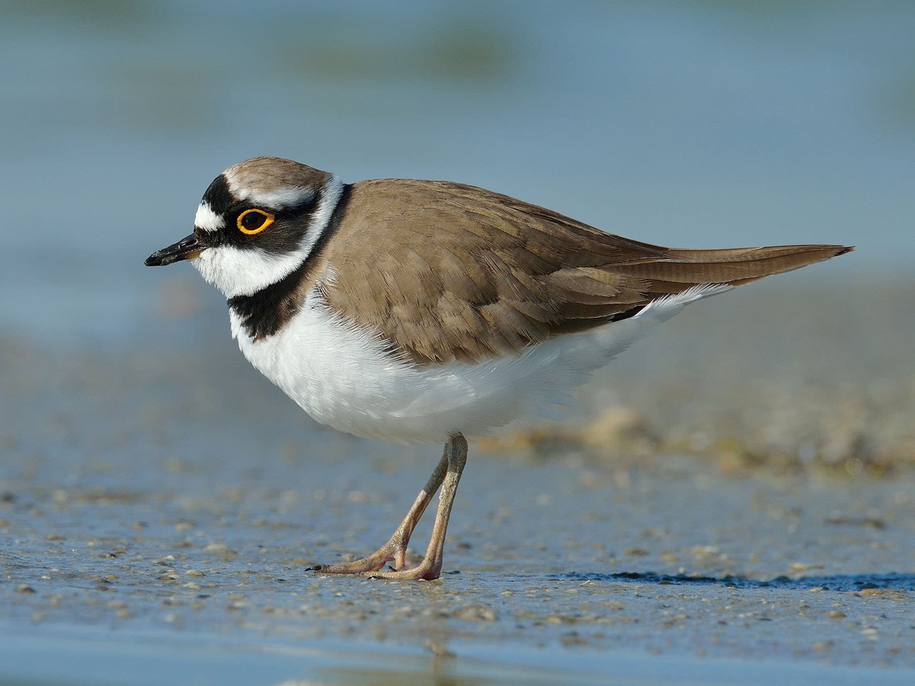 Close up of a Little Ringed Plover