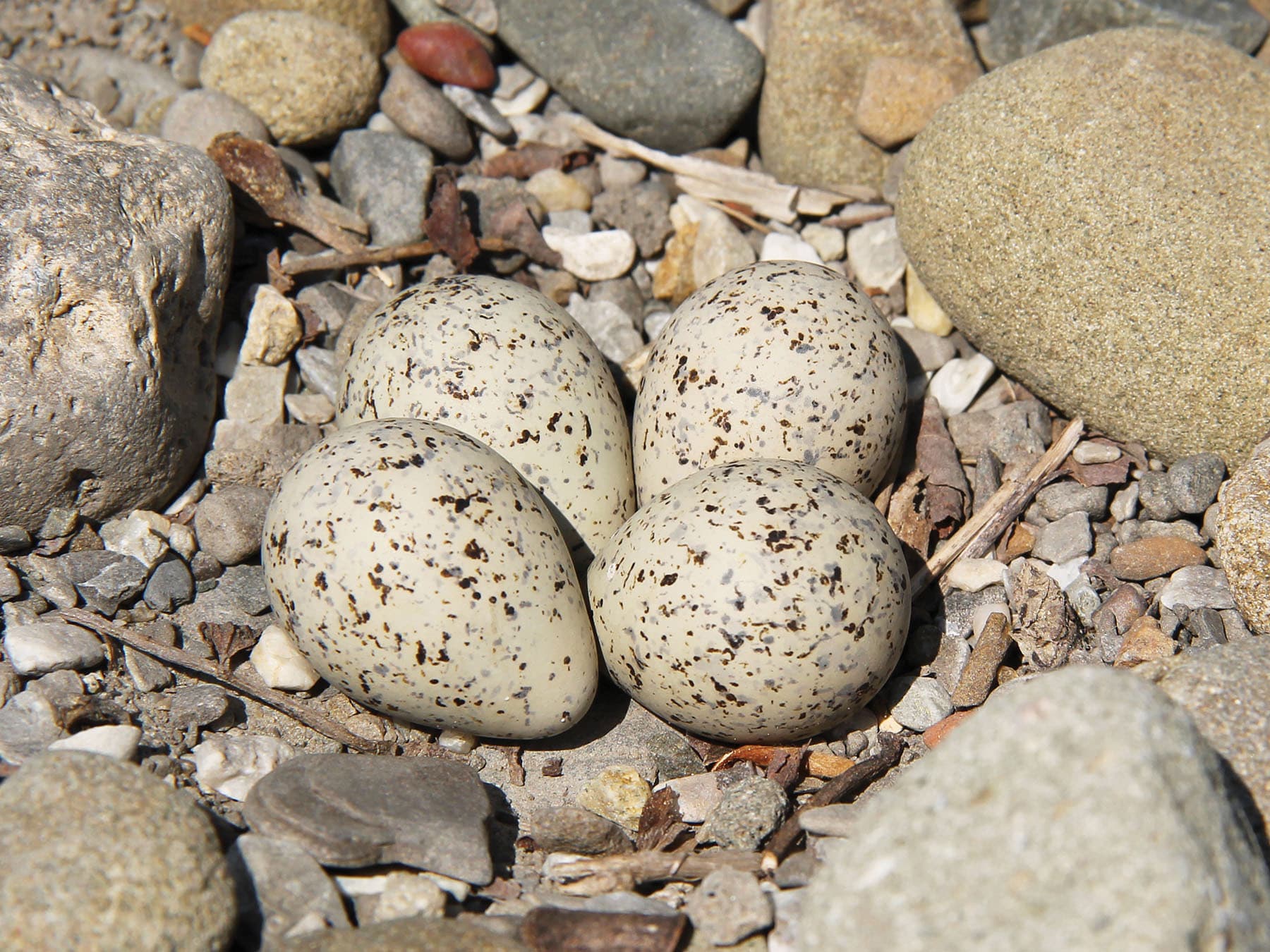 Little Ringed Plover nest with four eggs