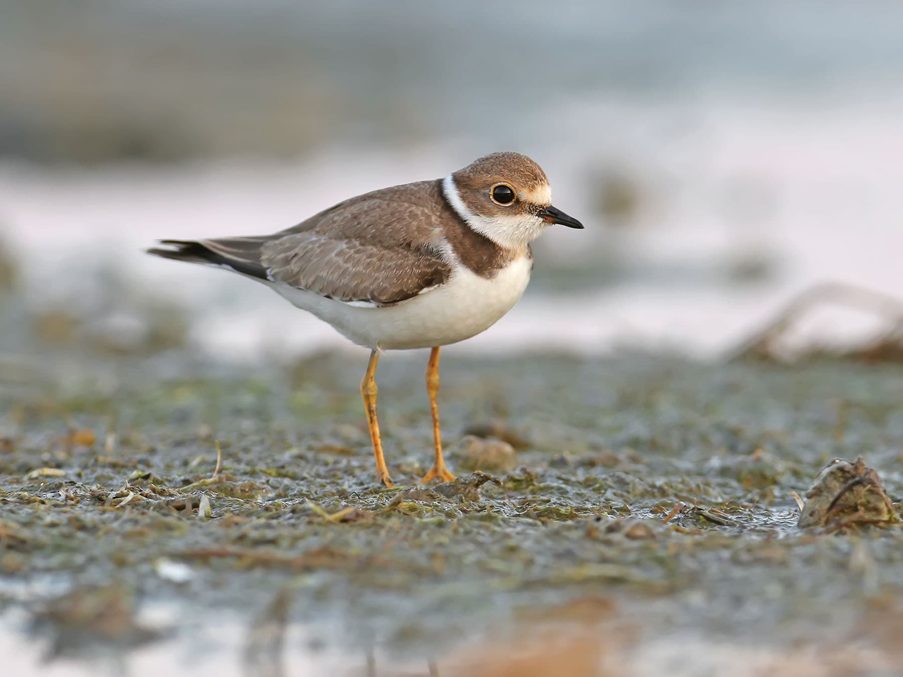 Little Ringed Plover in non breeding plumage (winter)