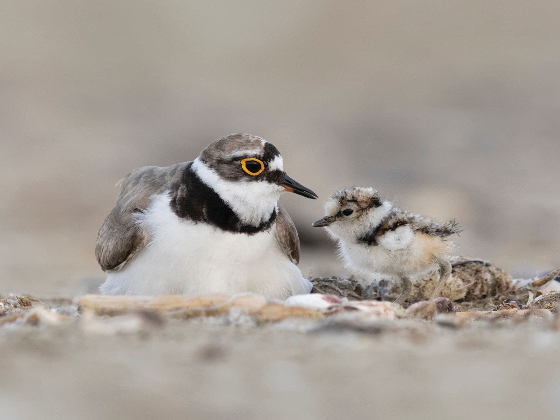 Adult Little Ringed Plover with young chick