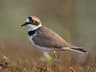 Little Ringed Plover