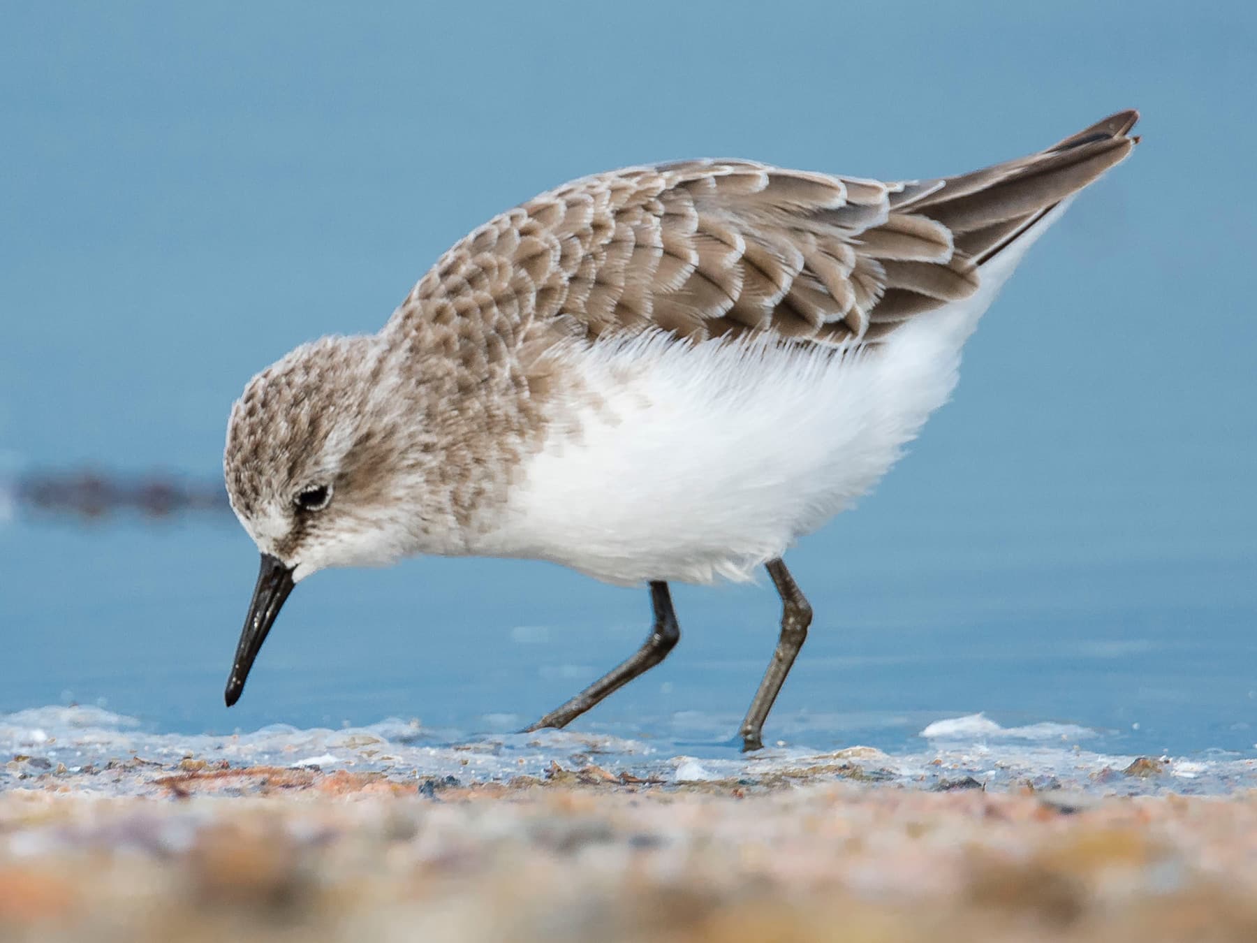 Little Stint (non-breeding plumage) feeding along the shoreline