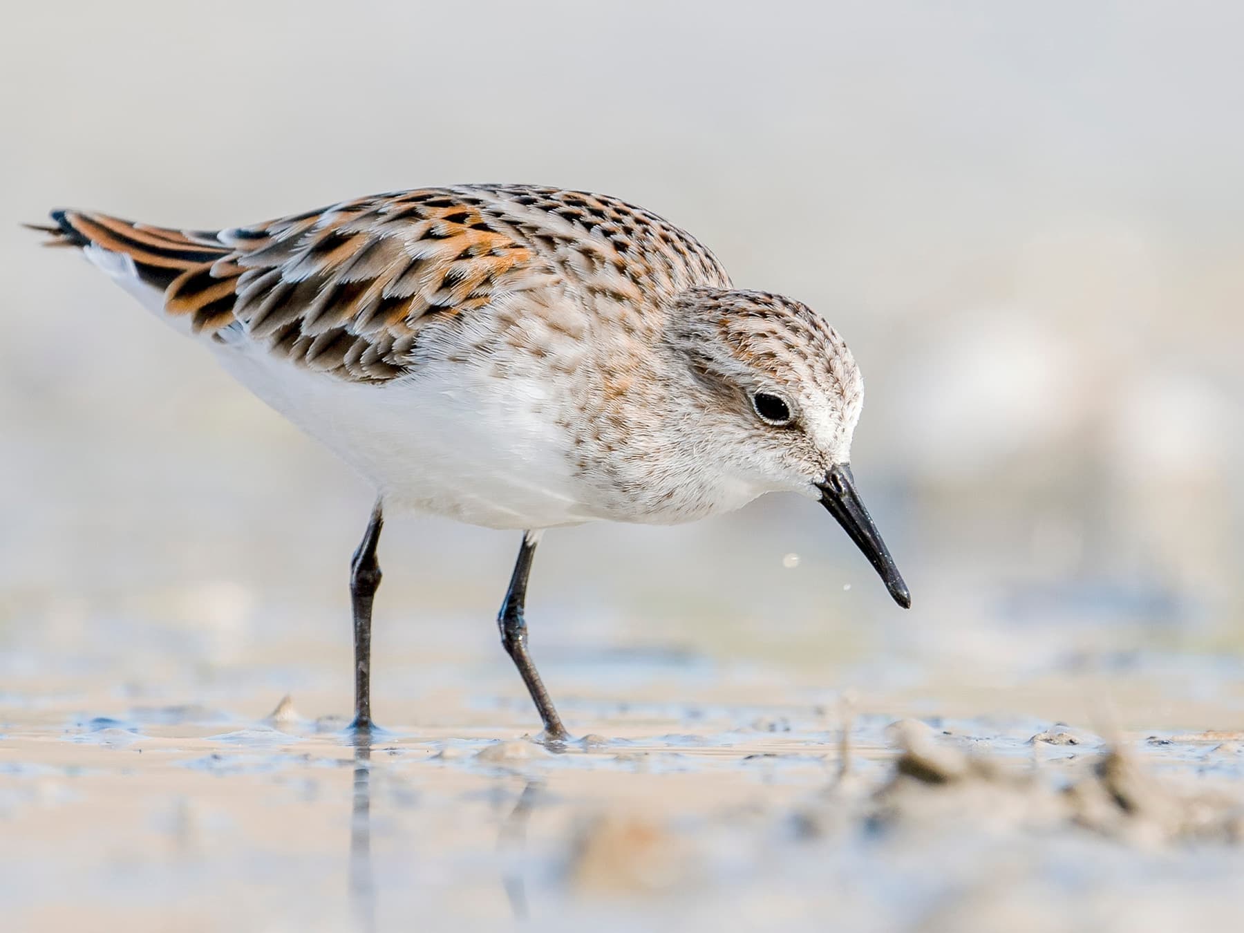 Little Stint foraging in the mudflats