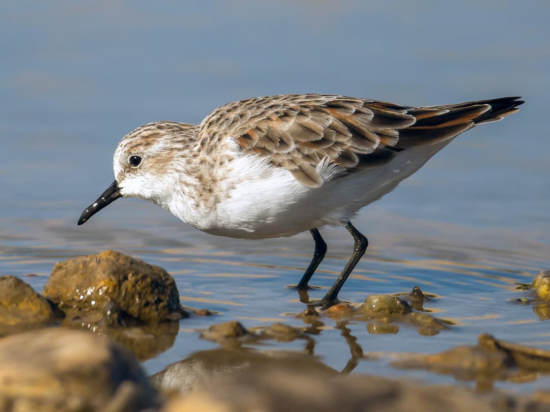Little Stint | Birdfact