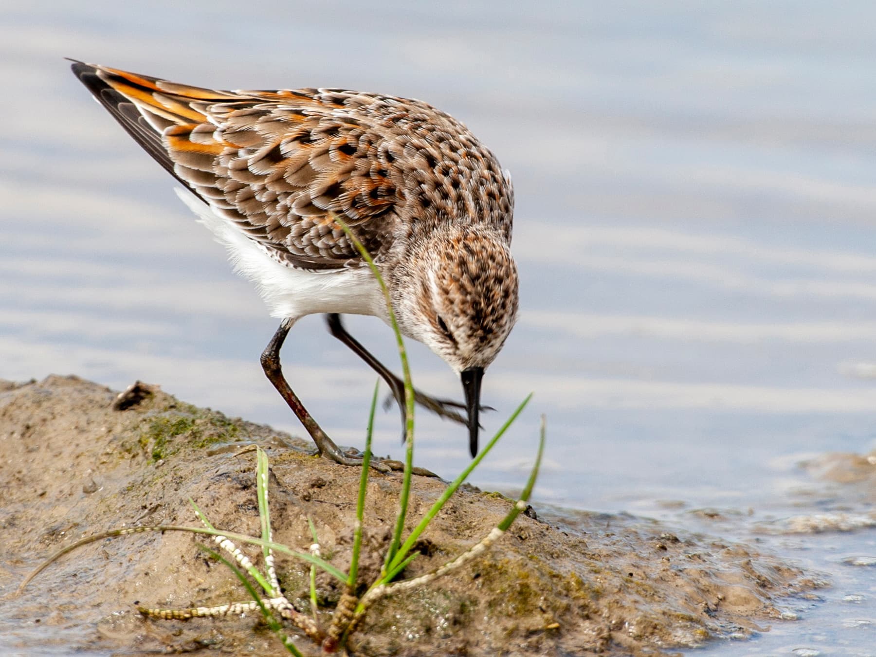Little Stint feeding on the beach