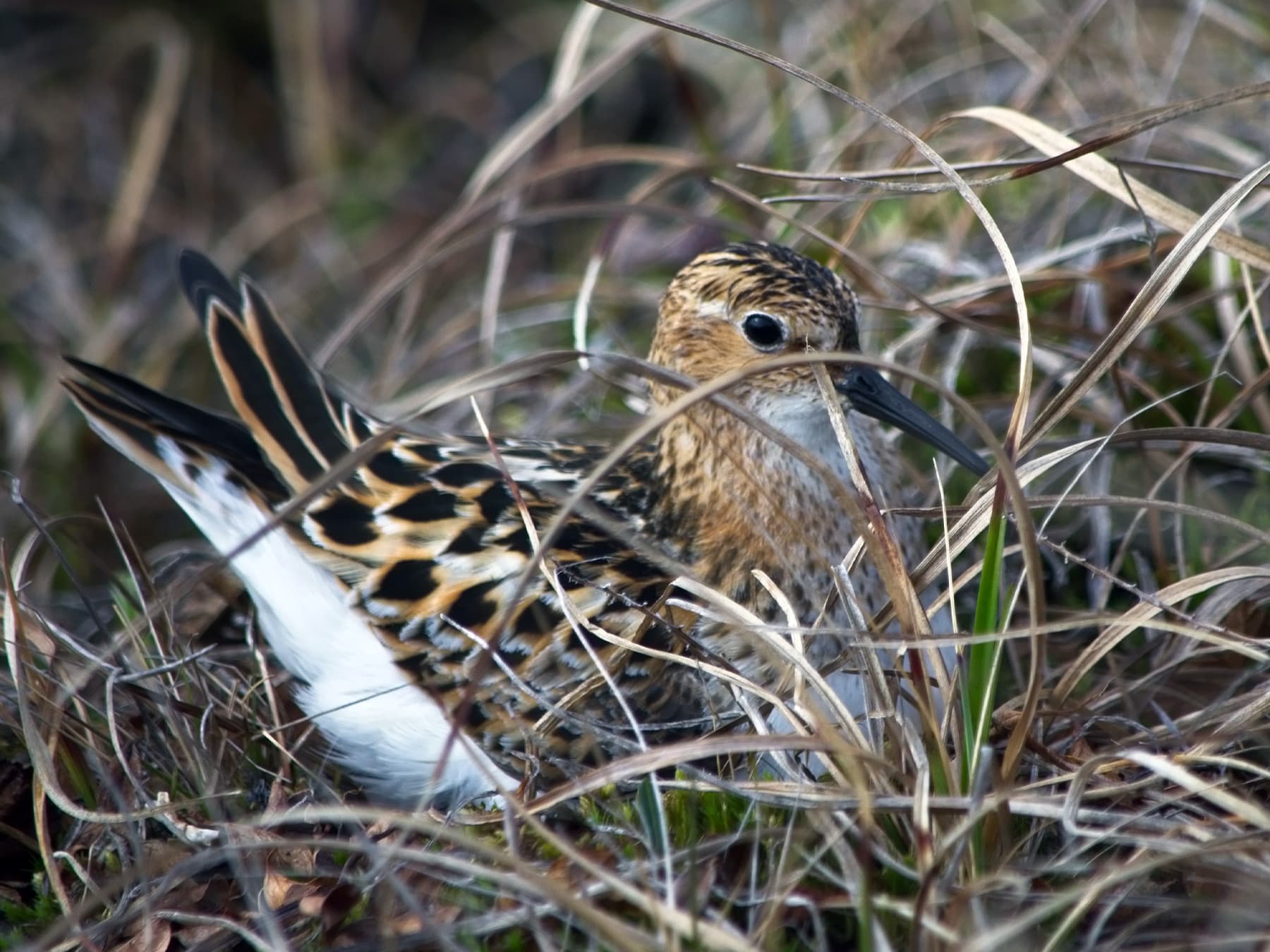 Little Stint in the tundra