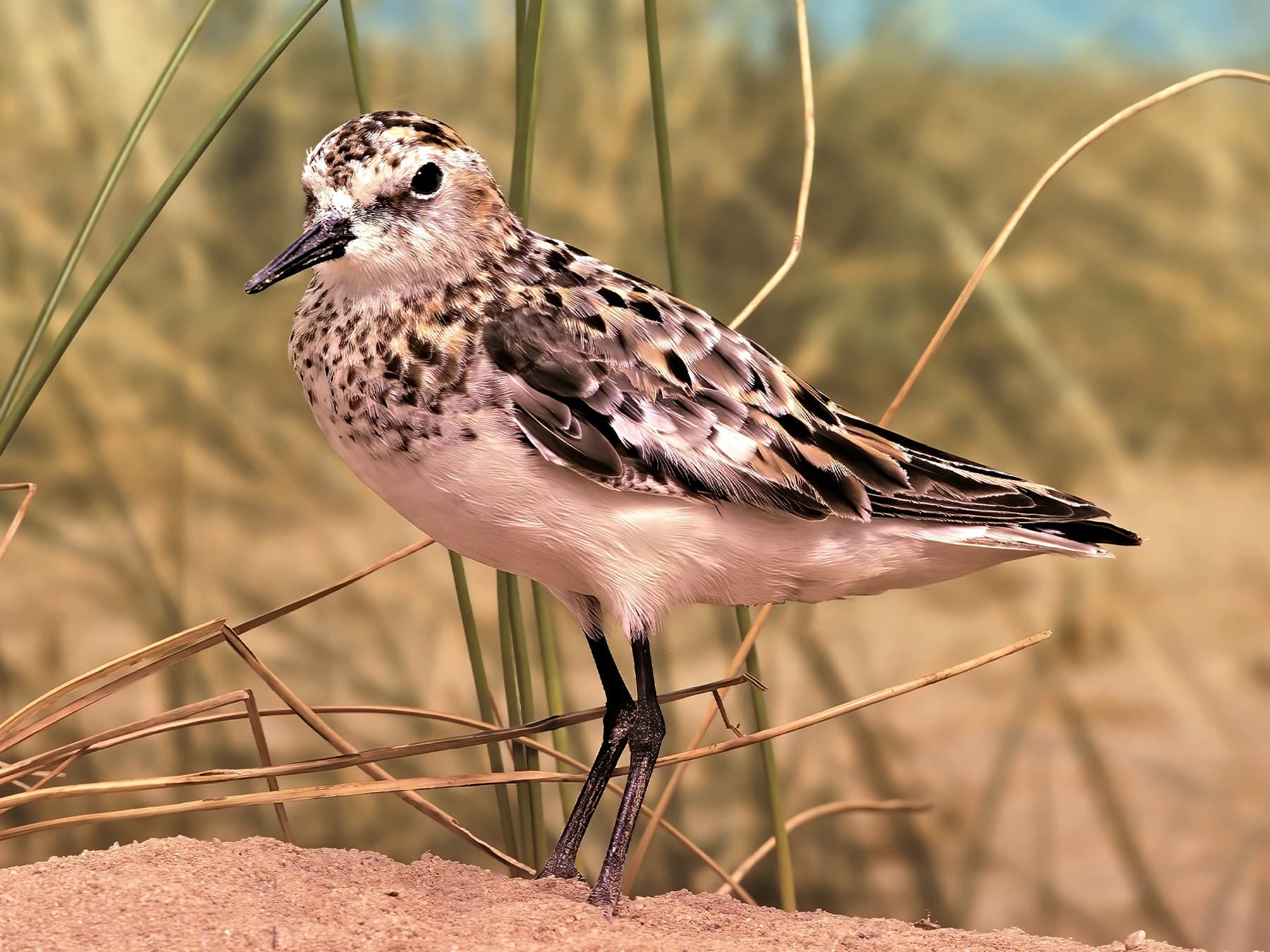 Little Stint standing on the shore
