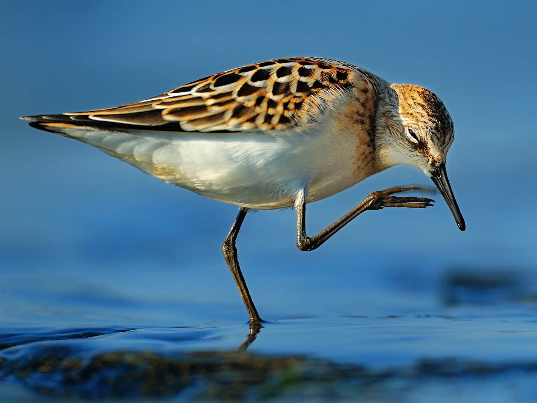 Little Stint standing in natural habitat