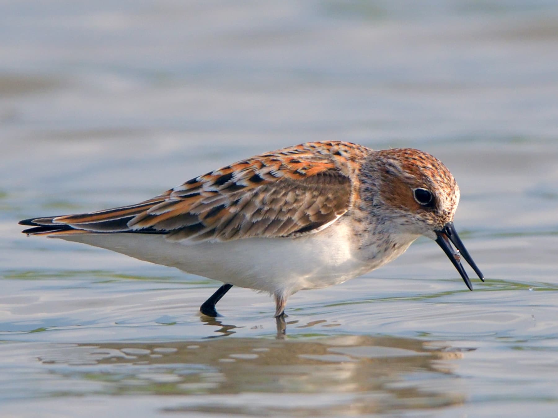 Little Stint wading through the shallow water looking for food