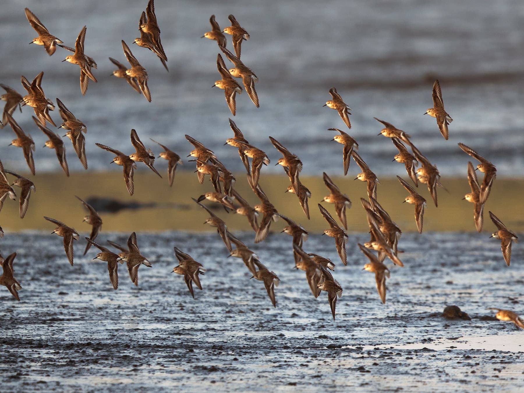 Flock of Little Stints in-flight over the bay